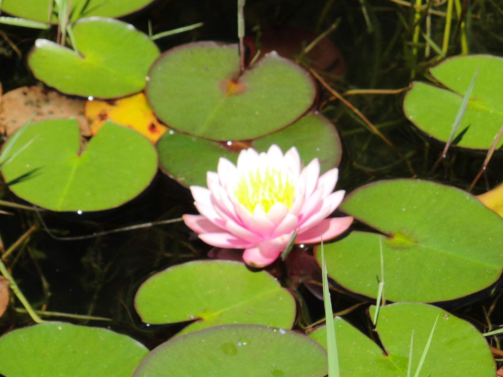 Sony DSC-HX200V sample photo. Water lily, lagoon, tourism photography
