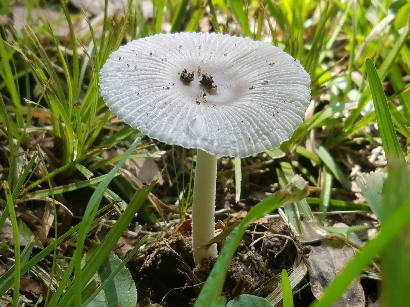 Samsung Galaxy S7 Active sample photo. Mushroom, toadstool, mushrooms photography