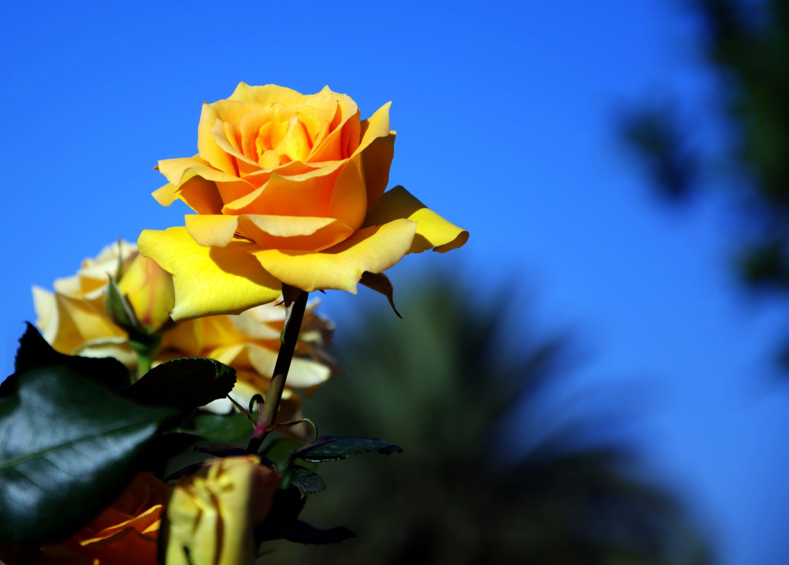 Nikon D5200 sample photo. Yellow rose, fragrant, blooming photography