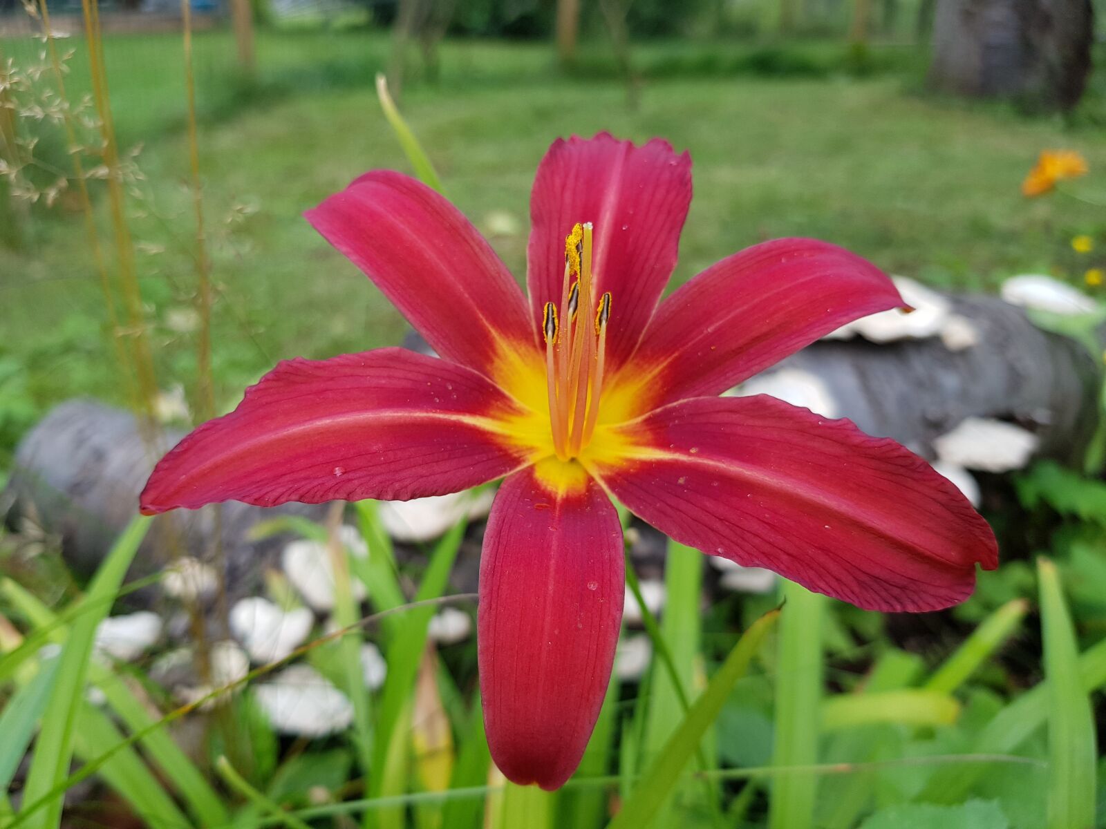 Samsung Galaxy S8+ sample photo. Lily, flower, garden photography