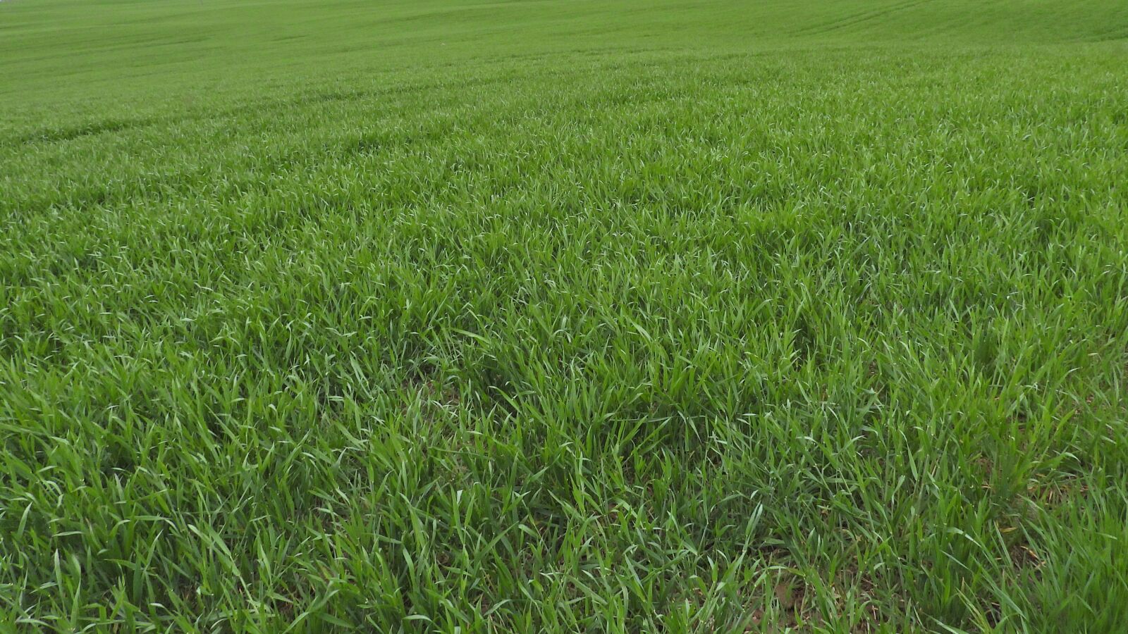 Nikon Coolpix P1000 sample photo. Landscape, corn, masuria photography