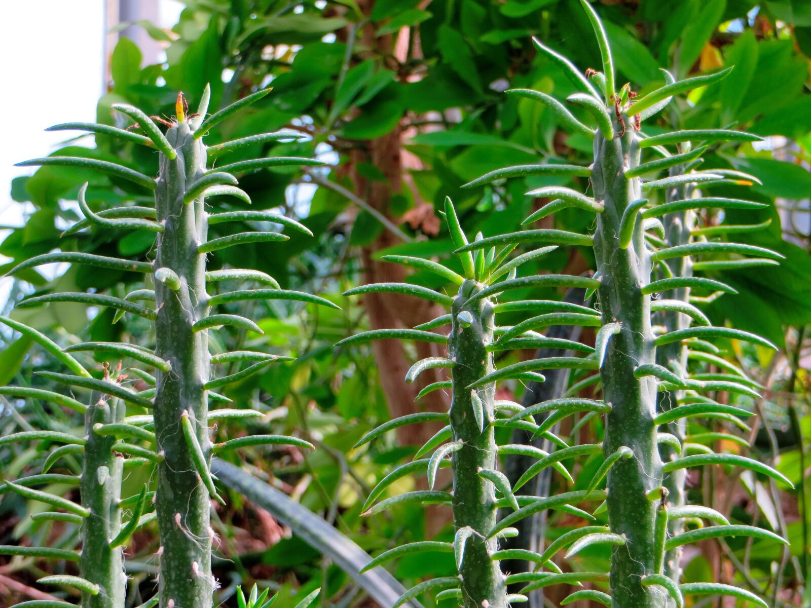 Canon PowerShot SX270 HS sample photo. Euphorbia, candles, succulent photography