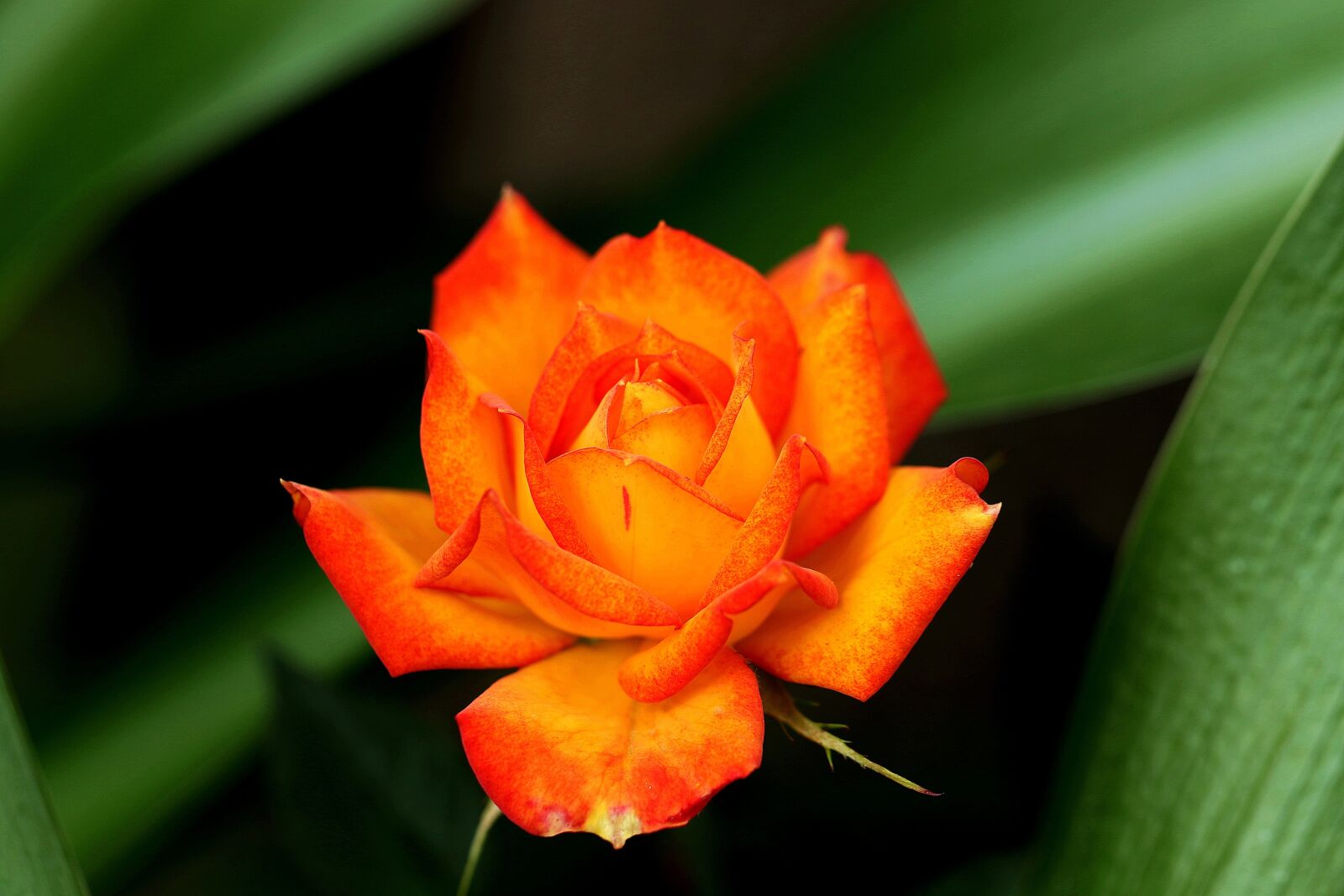 Canon EOS 7D Mark II sample photo. Rose, orange rose, tea photography