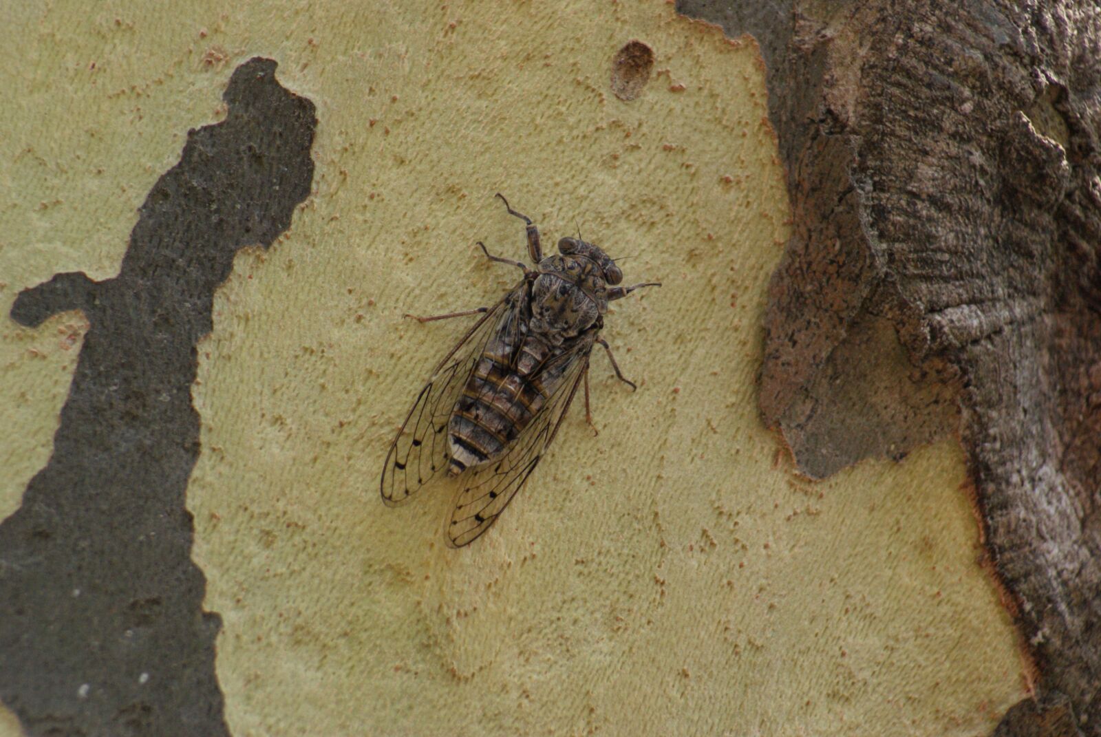 Sony Alpha DSLR-A230 sample photo. Cicada, provence, insect photography