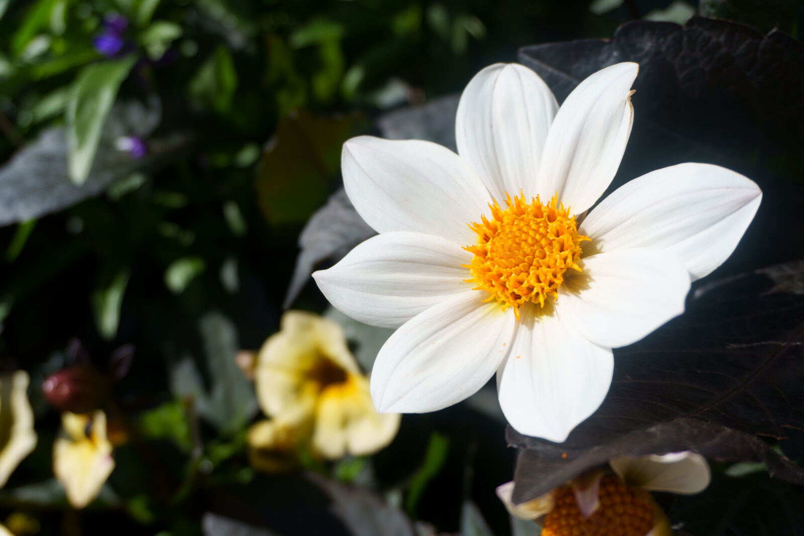 Sony ZV-E10 II sample photo. Flower sunshine photography