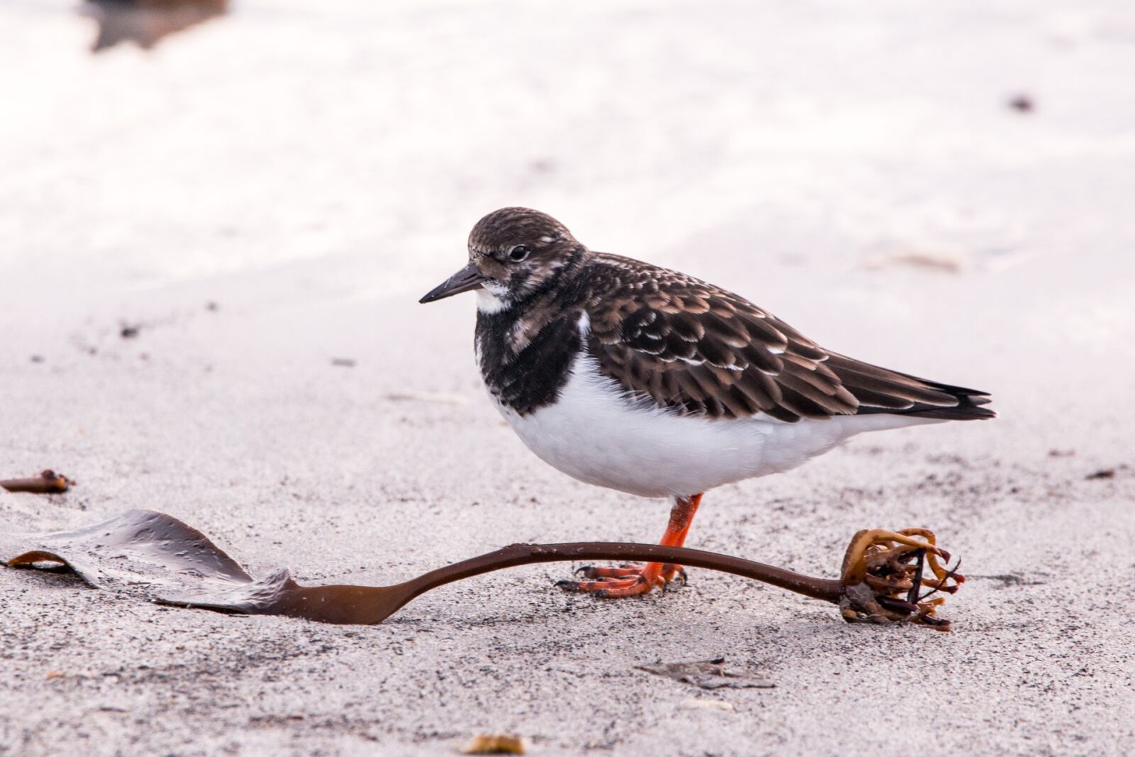 150-600mm F5-6.3 DG OS HSM | Contemporary 015 sample photo. Sandpiper, helgoland, nature photography