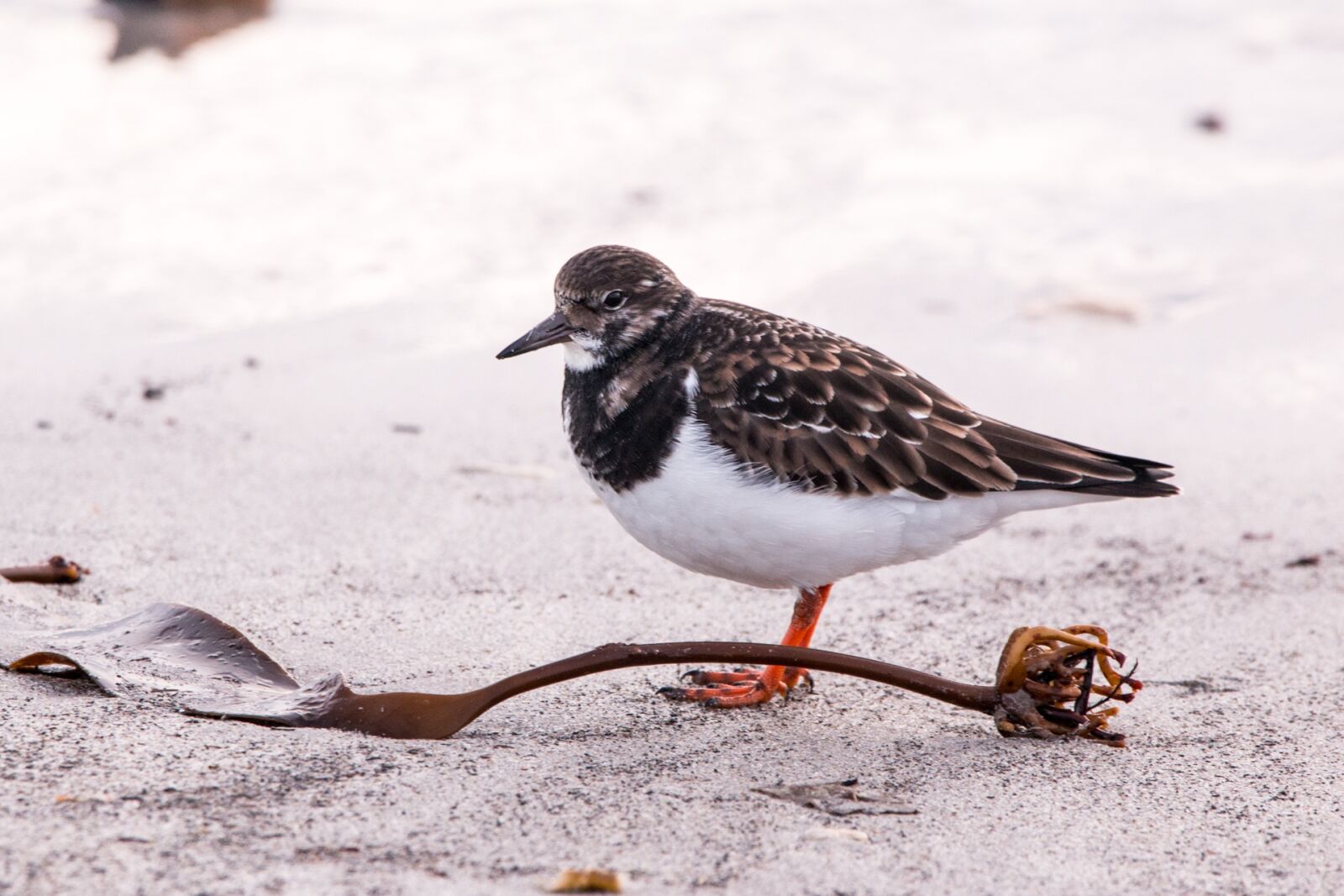 Canon EOS 70D + 150-600mm F5-6.3 DG OS HSM | Contemporary 015 sample photo. Sandpiper, helgoland, nature photography