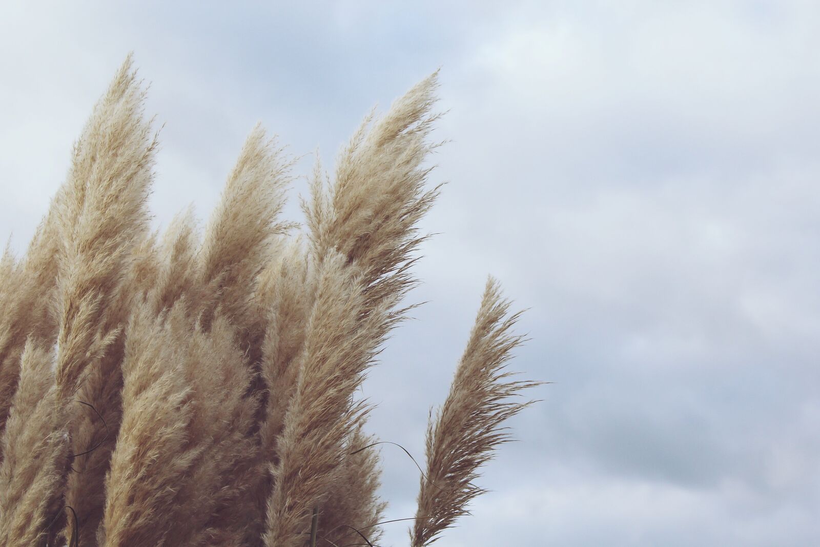 Canon EOS 1200D (EOS Rebel T5 / EOS Kiss X70 / EOS Hi) sample photo. Reed, plant, wind photography
