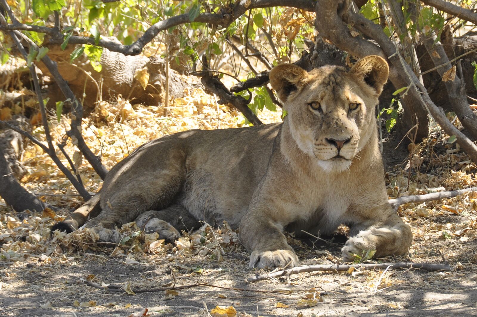 Nikon D90 sample photo. Lion, botswana, chobe photography