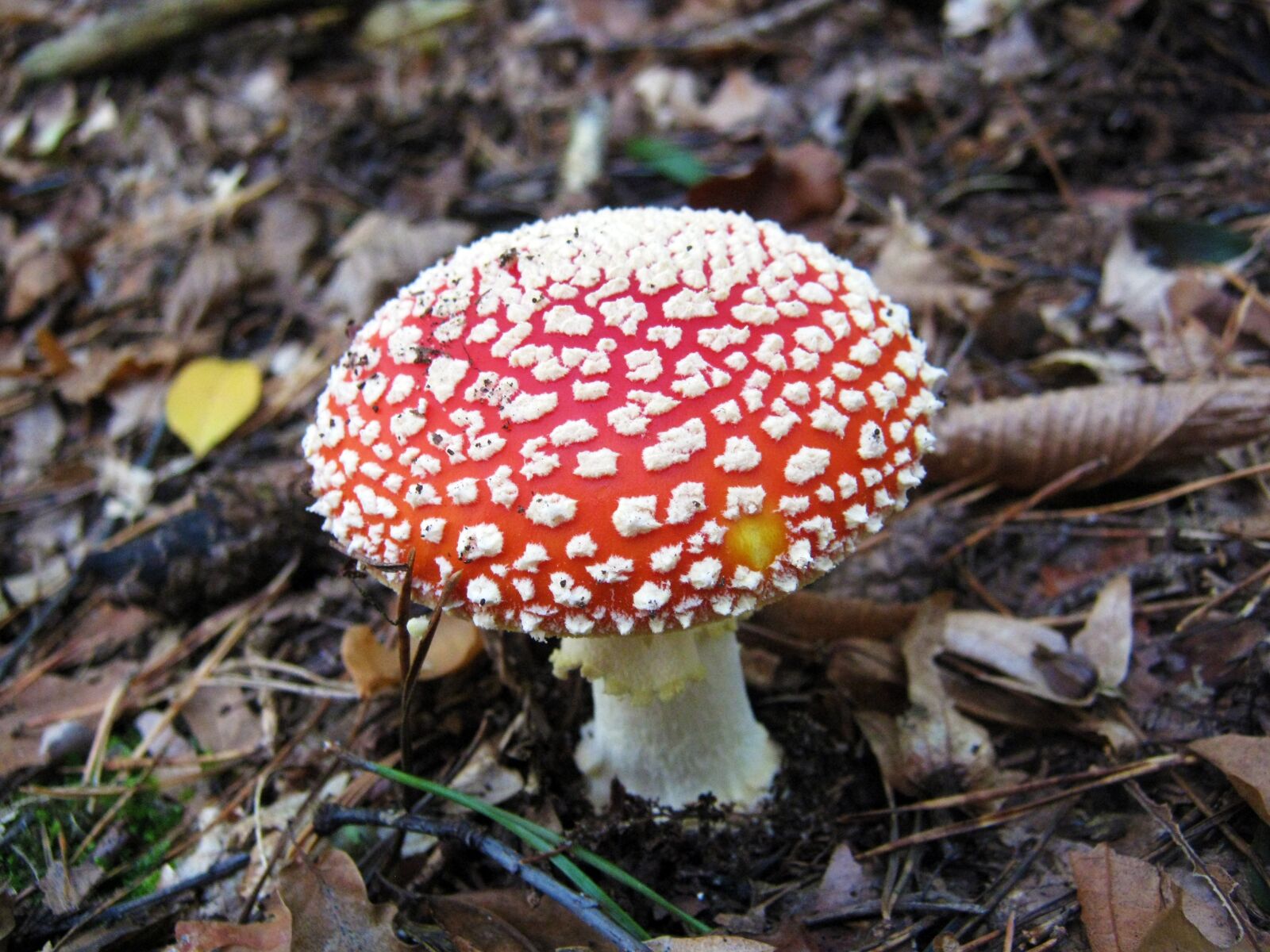 Canon PowerShot A495 sample photo. Fly agaric, mushrooms, forest photography