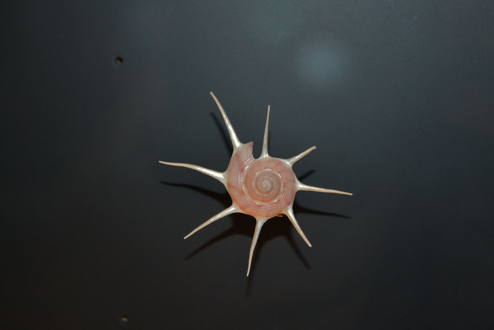 Nikon D3100 sample photo. Sea, shell, seafood photography