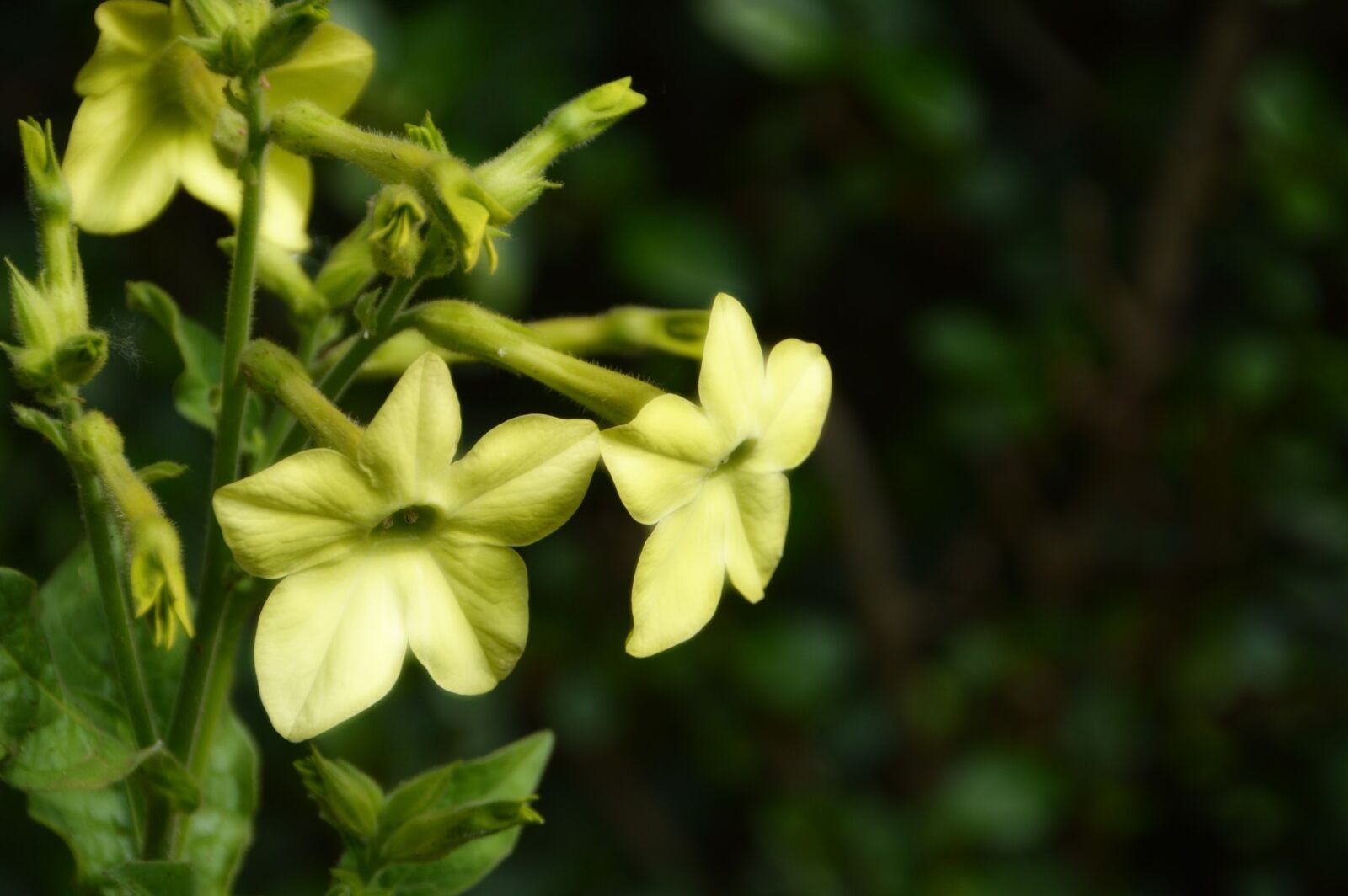 Nikon D3200 sample photo. Jasmine headband, flower, eyelet photography