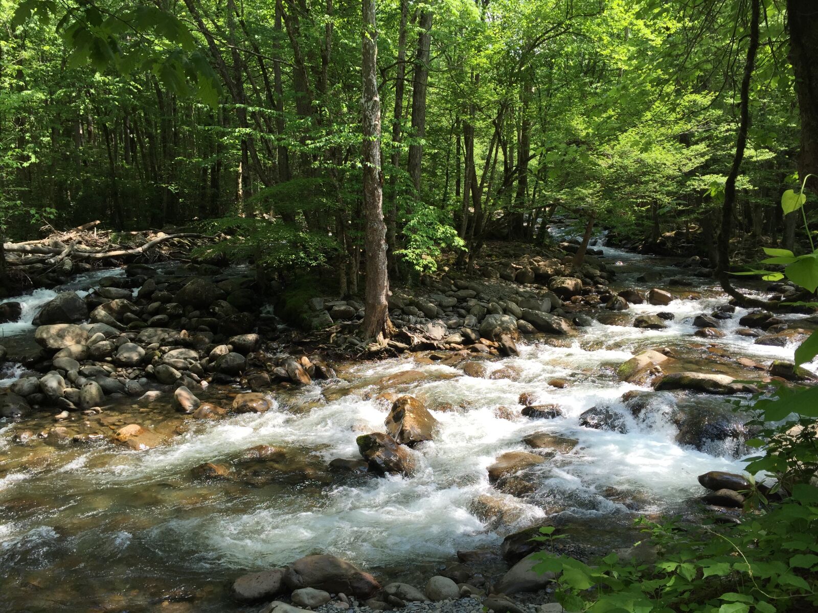 Apple iPhone 6 sample photo. Stream, nature, water photography