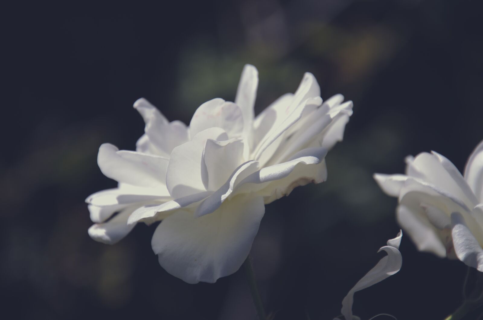 Nikon D7000 sample photo. Flowers, white, rose photography
