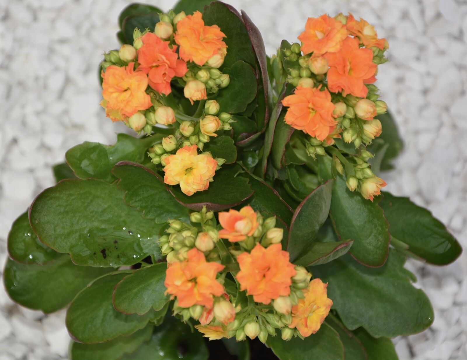 Nikon D5200 sample photo. Flowers, plant kalanchoe, orange photography