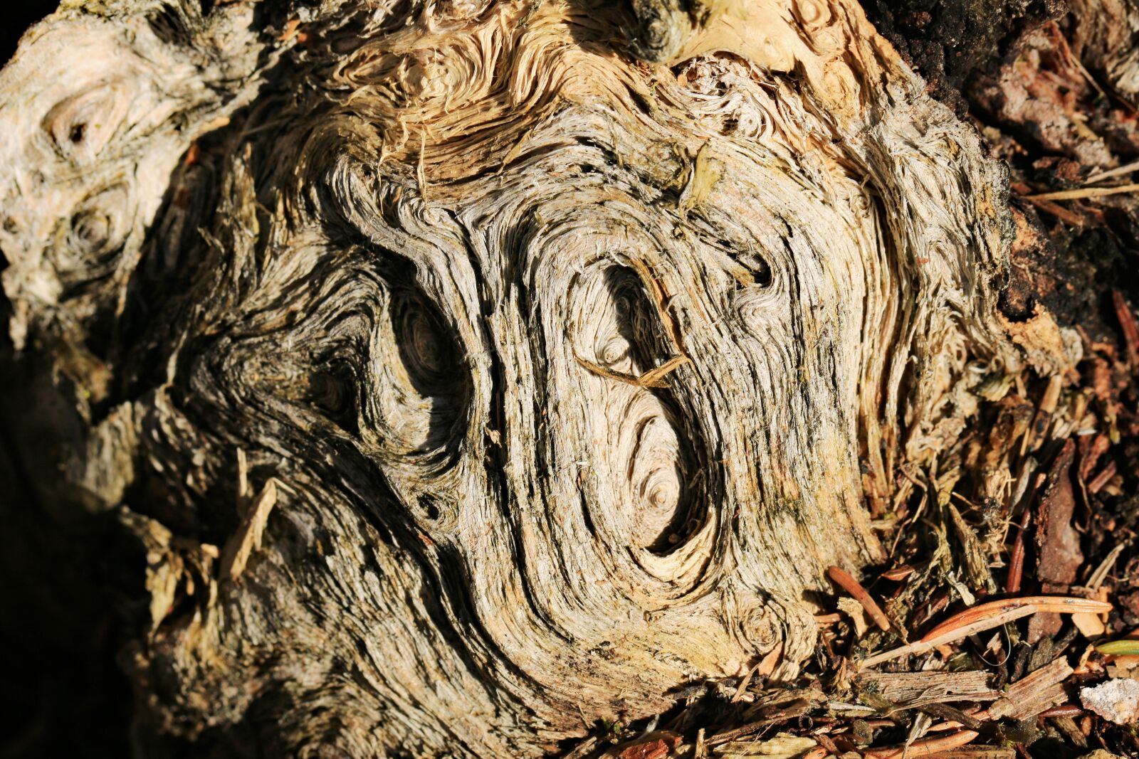 Canon EF 100mm F2.8L Macro IS USM sample photo. Root, braid, grain photography