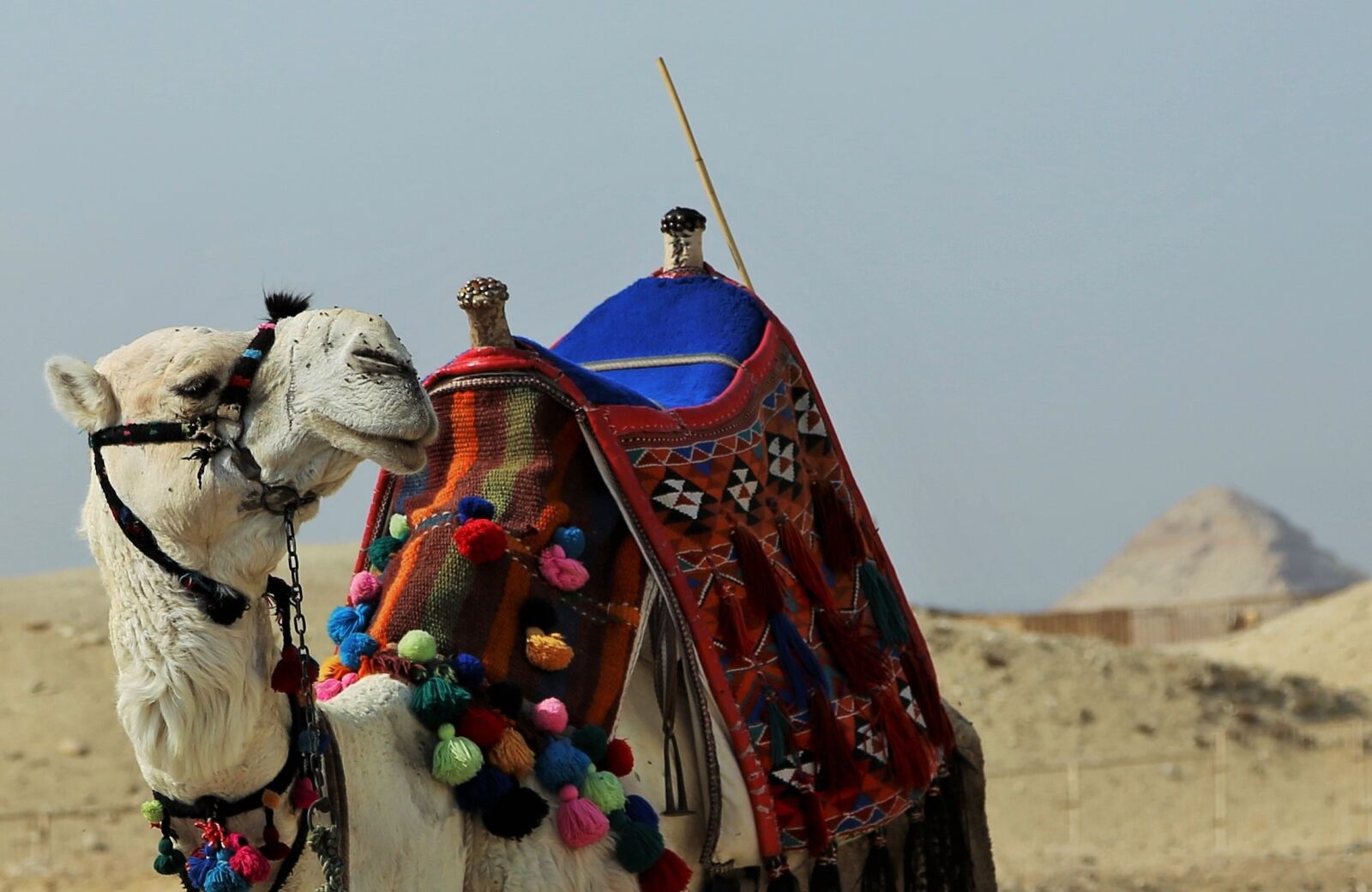 Canon EF 24-105mm F4L IS USM sample photo. Camel, traditional, travel photography
