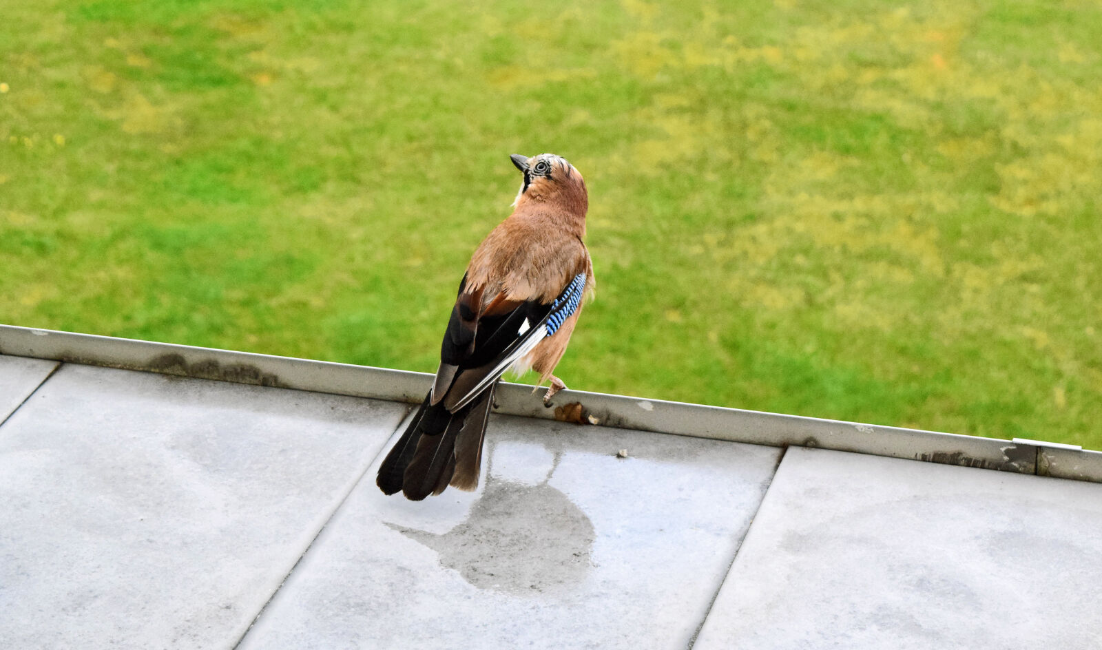 Nikon D3300 sample photo. Birds, jay, jaybird, sojka photography