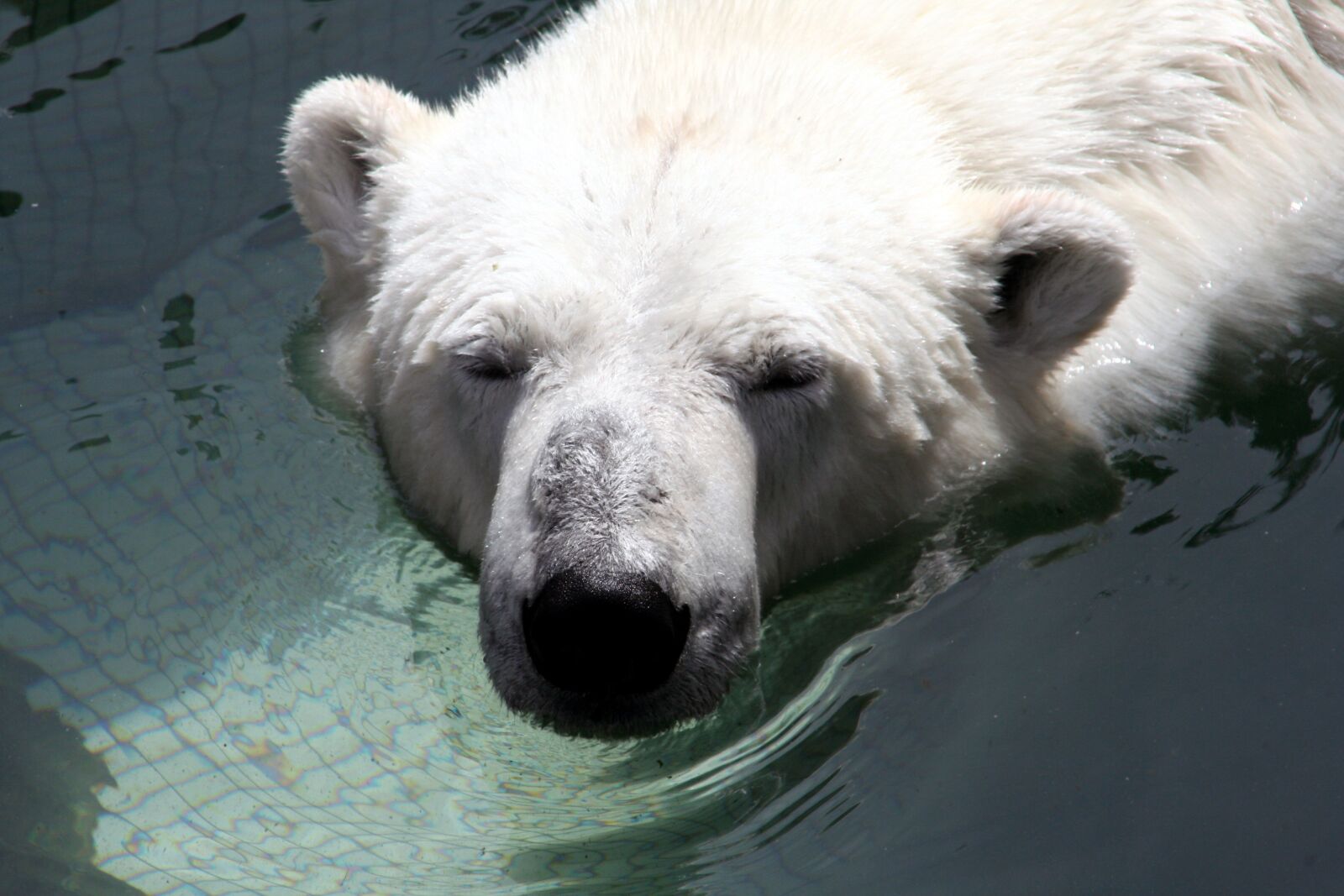 Canon EOS 350D (EOS Digital Rebel XT / EOS Kiss Digital N) sample photo. Bear, white, zoo photography