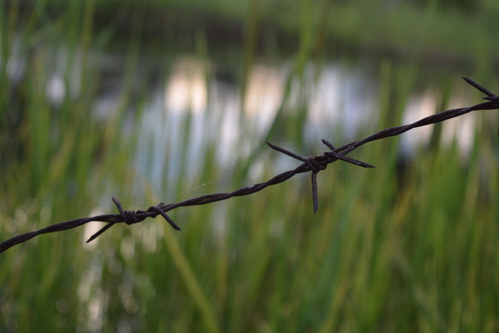 Nikon D7100 sample photo. Barbed wire, fence, green photography