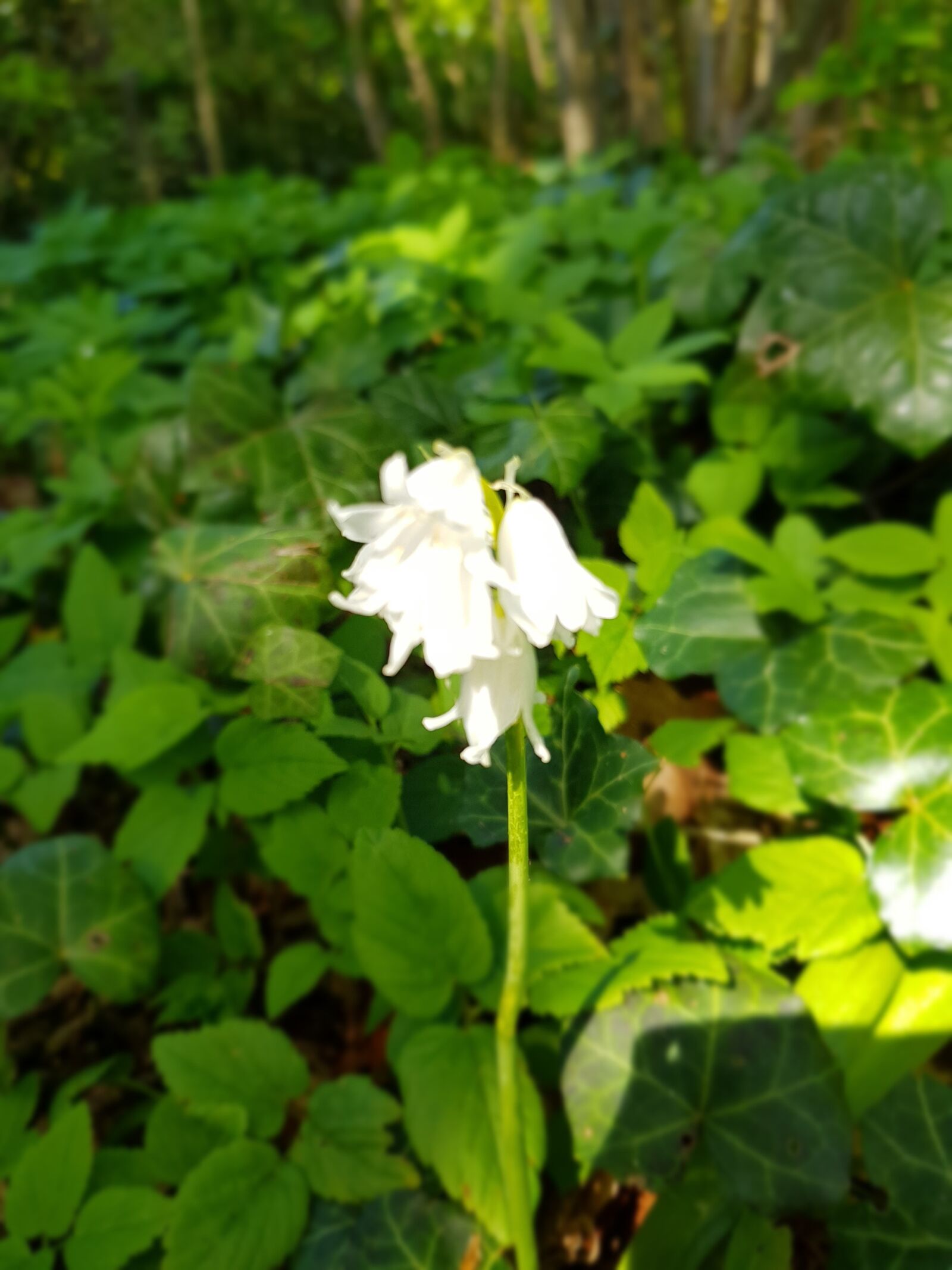 Samsung Galaxy S8 sample photo. White, flower, kelkje photography