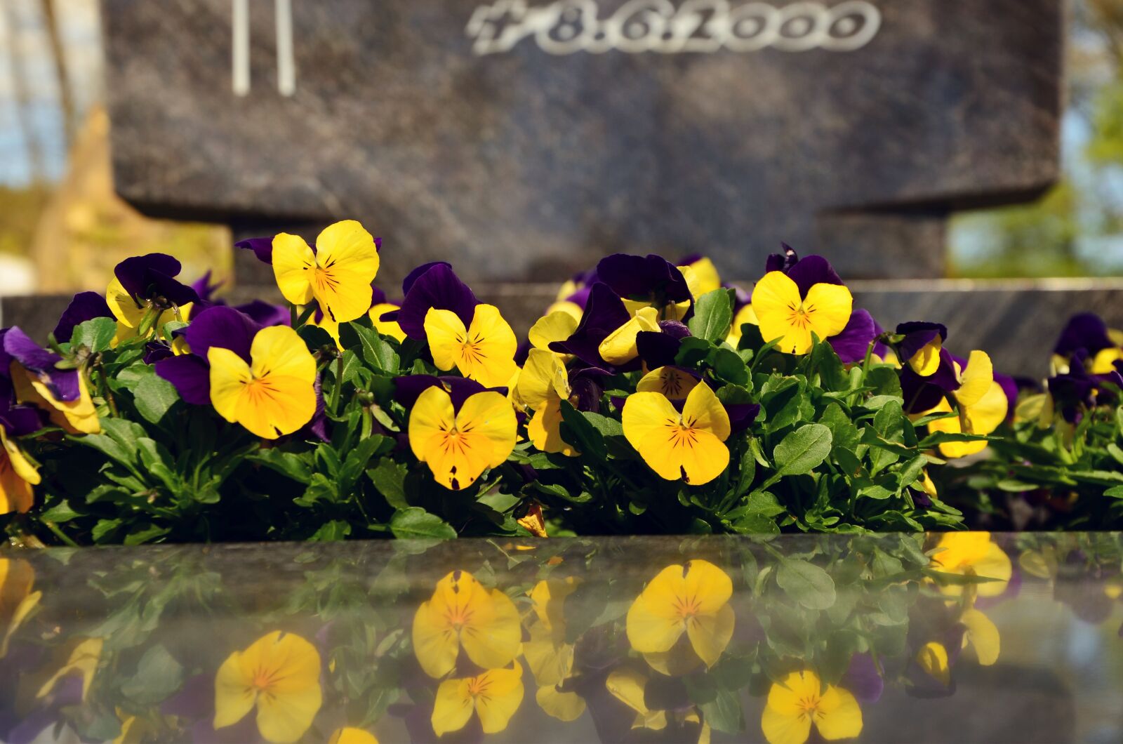 Nikon D5100 sample photo. Grave, grave care, planting photography