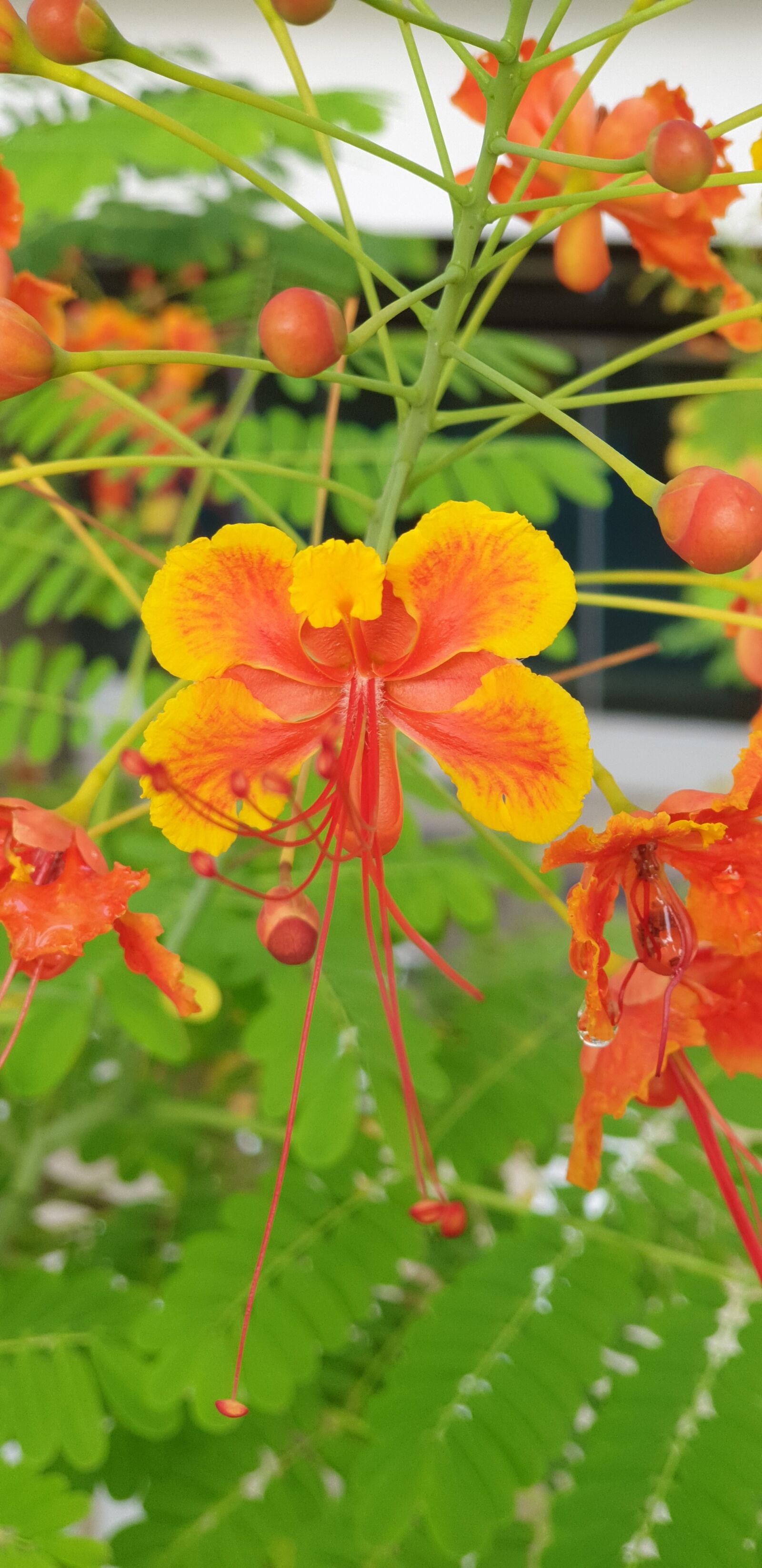 Samsung Galaxy Note9 sample photo. Orange, yellow, flower photography