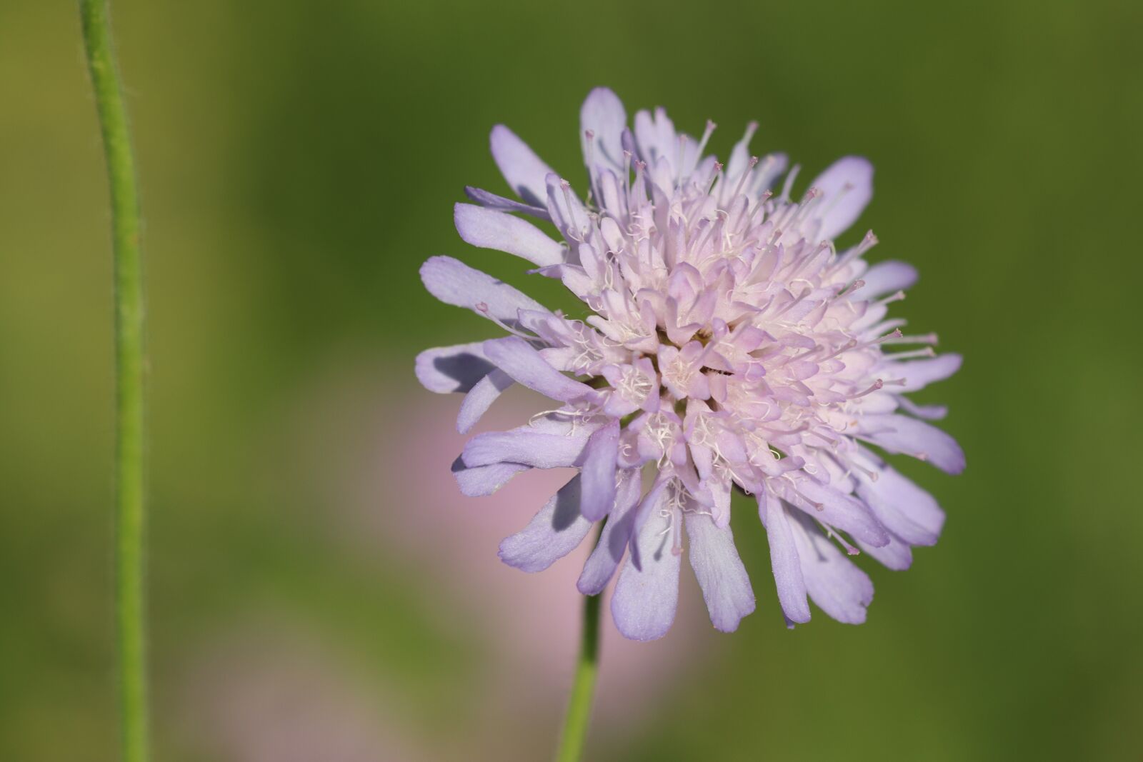 Canon EOS 90D sample photo. Flower meadow, flower, blue photography