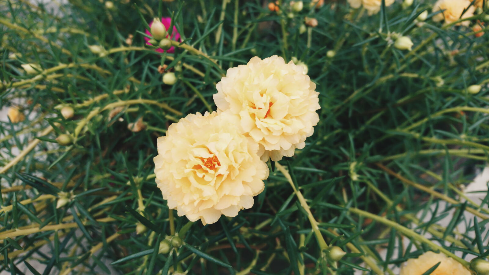 Sony Xperia X sample photo. Flowers, green, yellow, flower photography