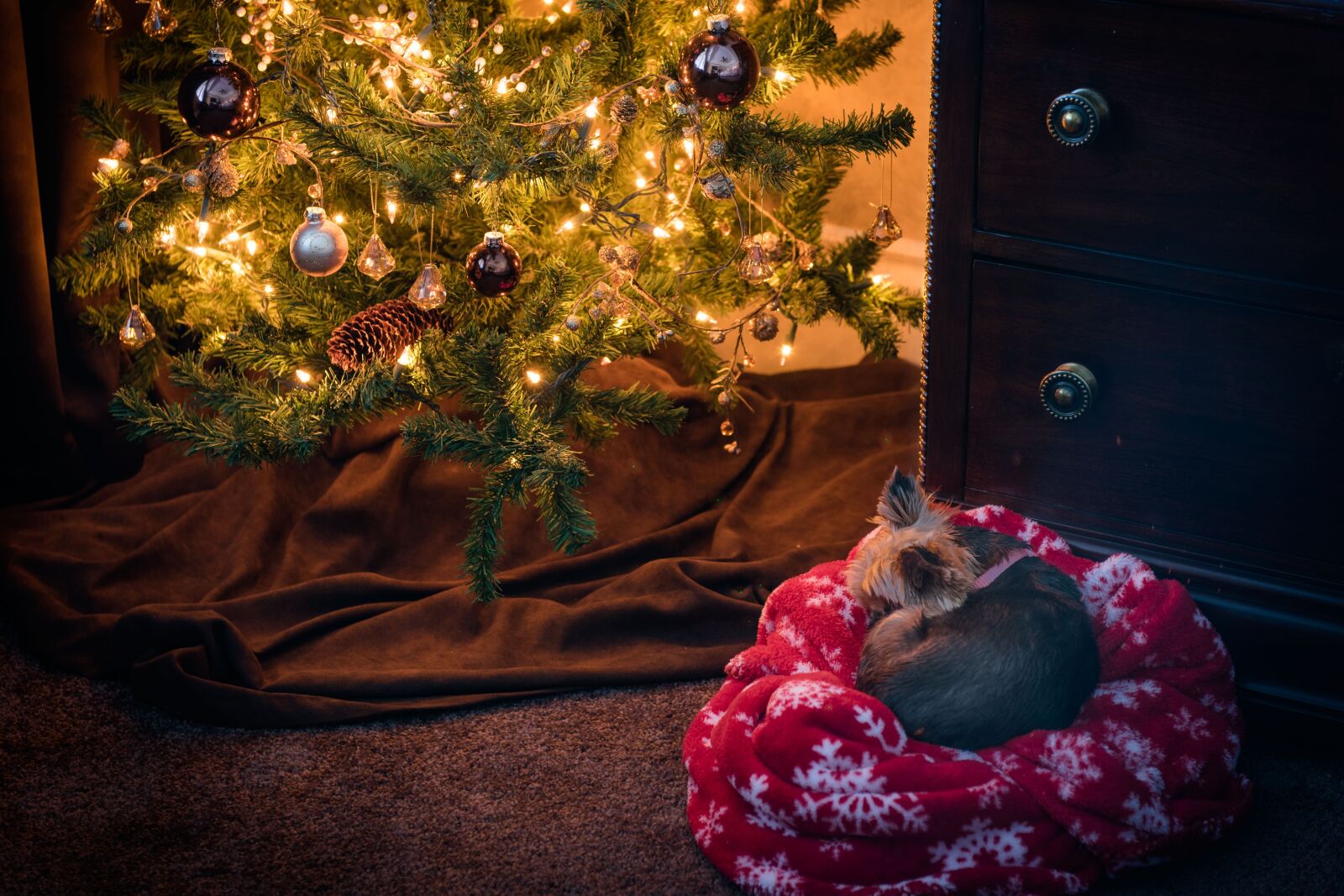 Nikon D810 sample photo. Christmas, puppy, dog photography