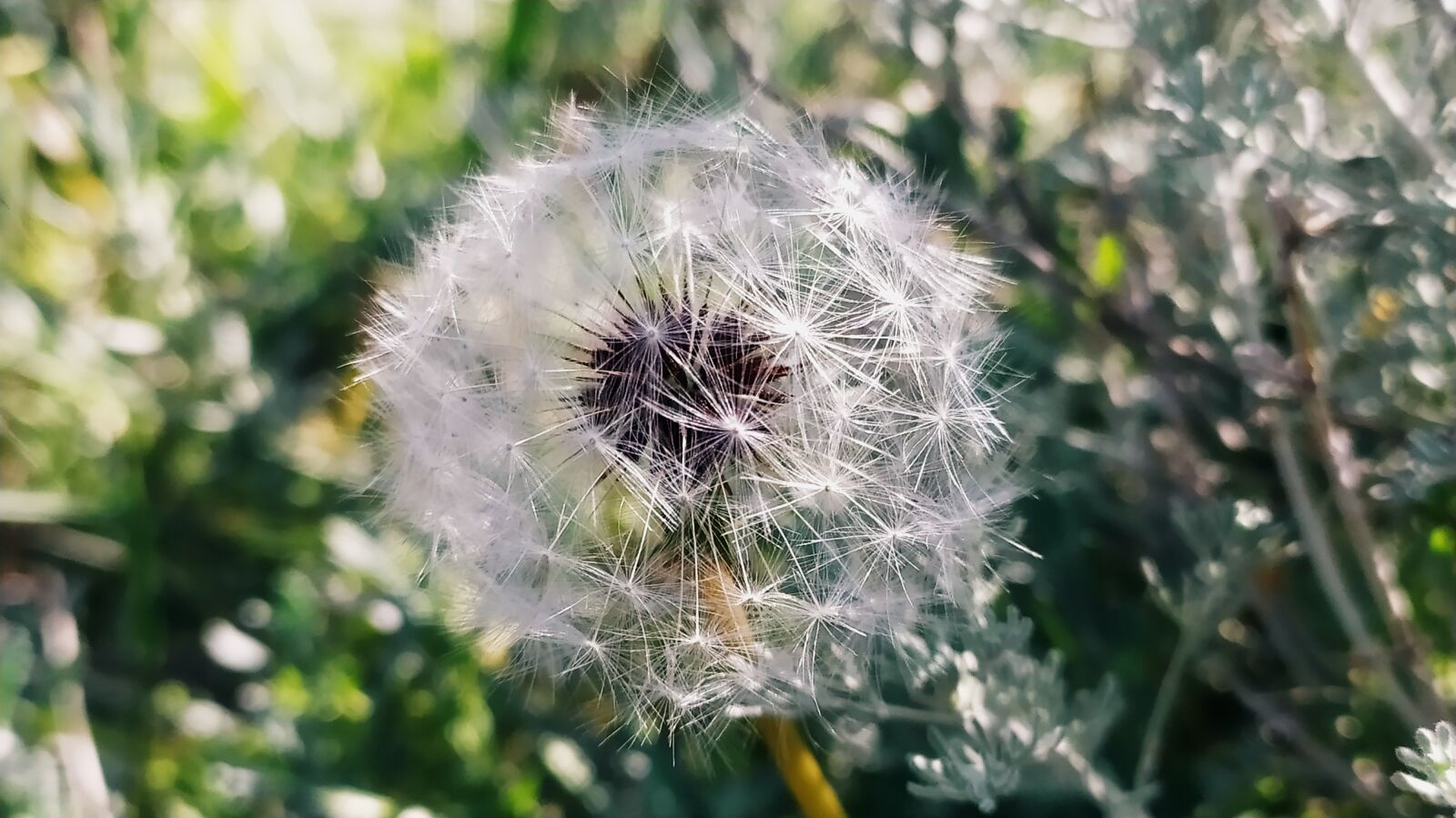 Xiaomi Redmi Note 8 sample photo. Flower, nature, spring photography