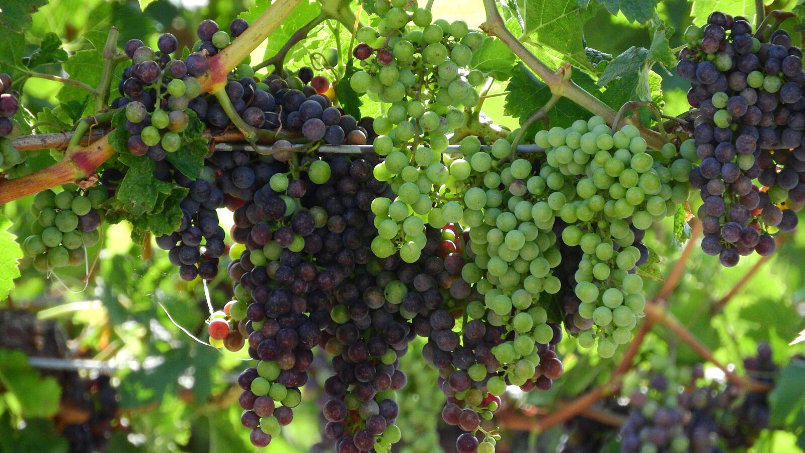 Nikon Coolpix P610 sample photo. Grapevine, viticulture, wine photography