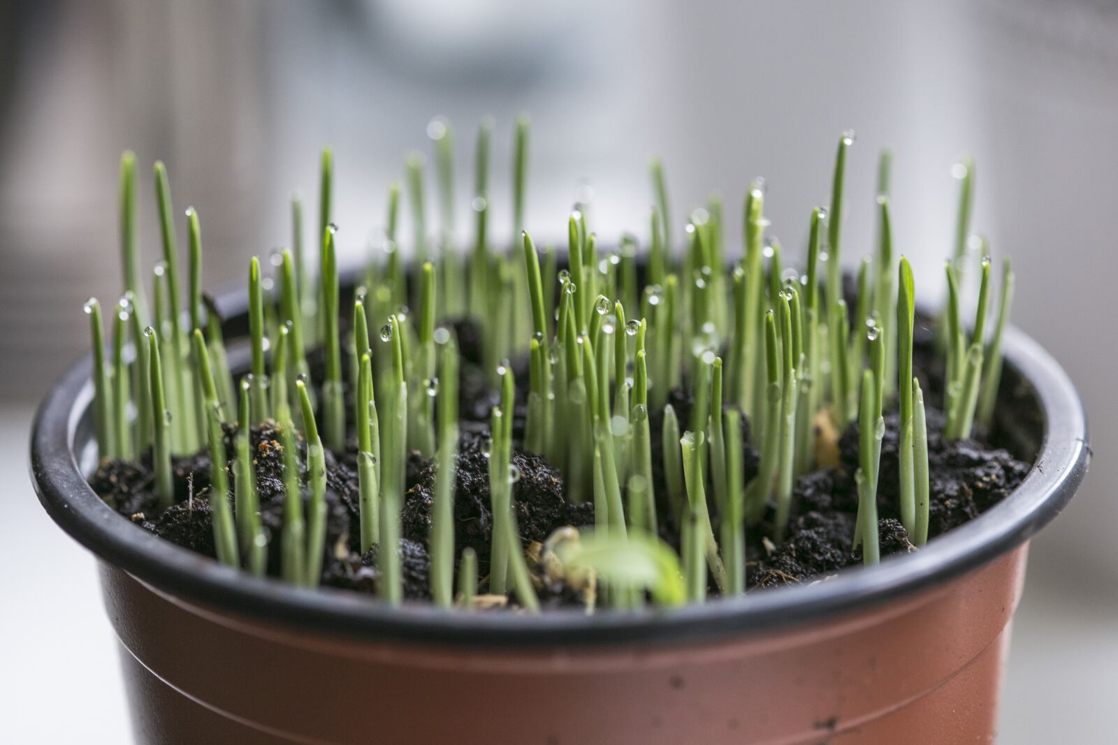 Canon EOS 6D + Canon EF 100mm F2.8 Macro USM sample photo. Green, grass, sprout photography