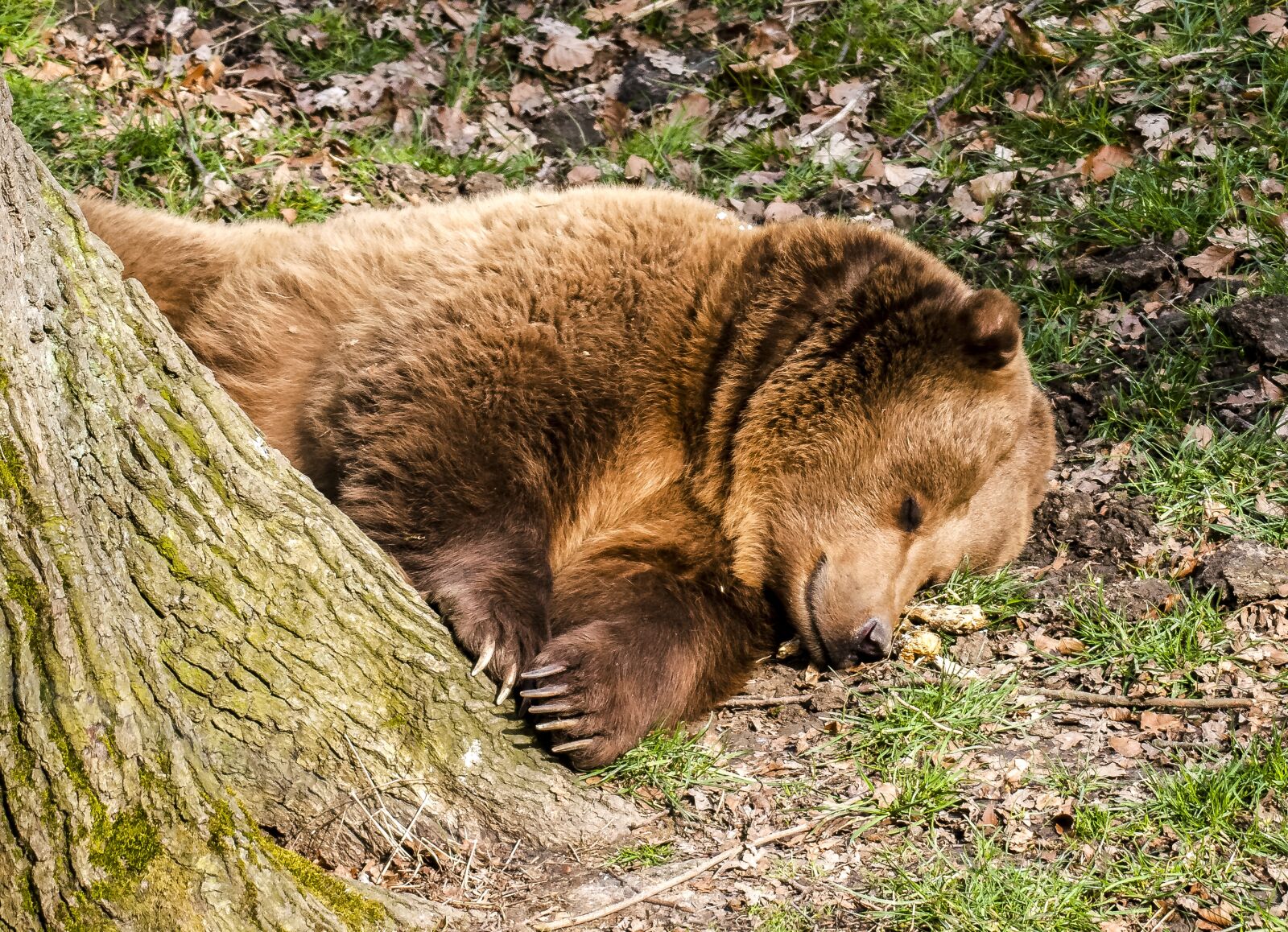 Olympus E-3 sample photo. Bear, brown bear, animal photography