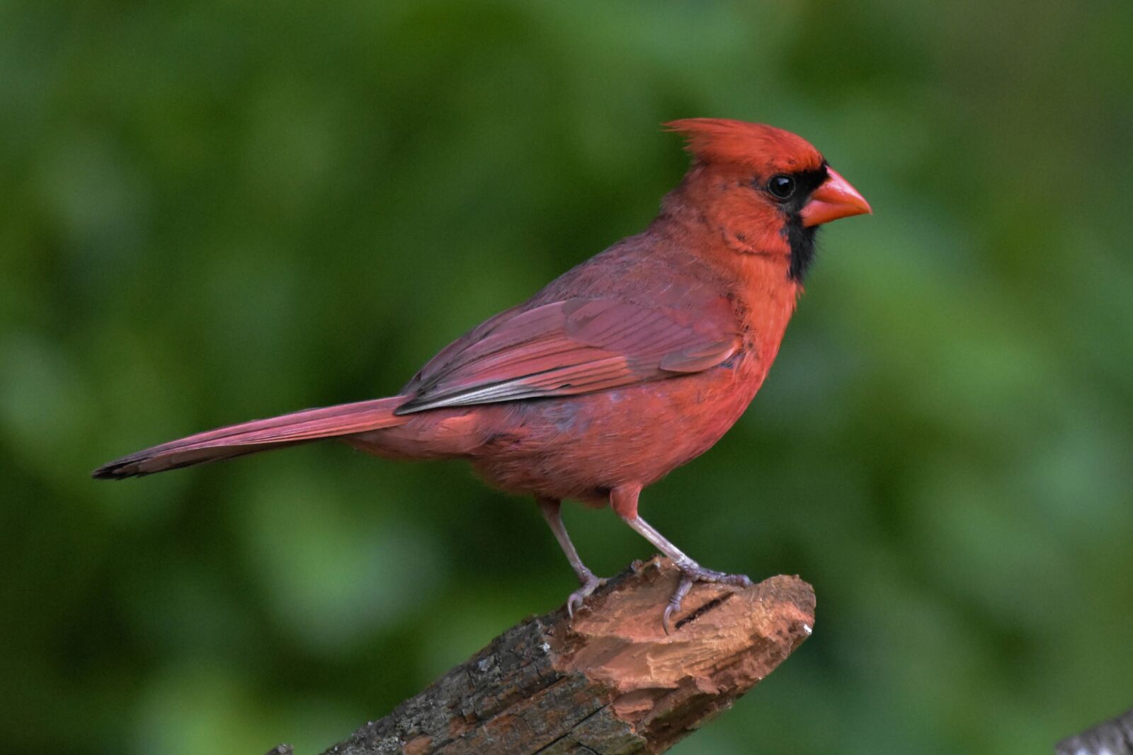 Nikon D3400 sample photo. Male northern cardinal, perched photography