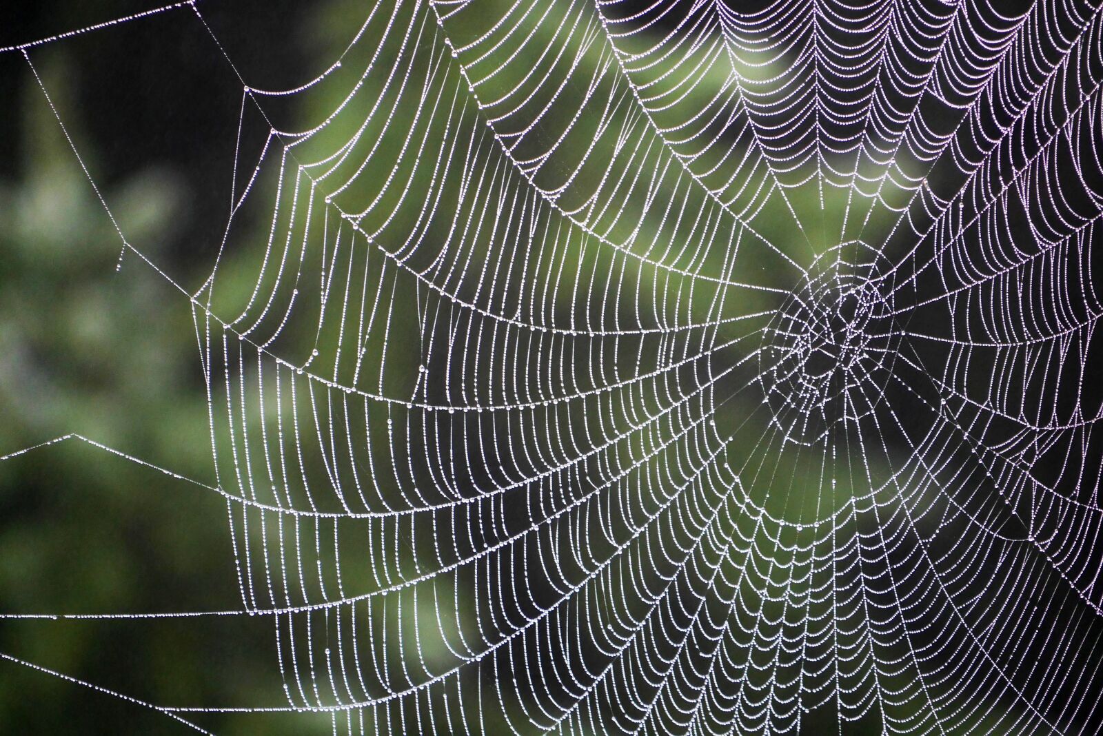Panasonic Lumix DMC-GX7 sample photo. Spider, cobweb, case photography
