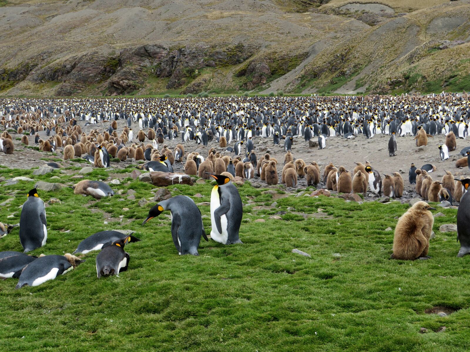 Canon PowerShot SX540 HS sample photo. South georgia, king penguins photography