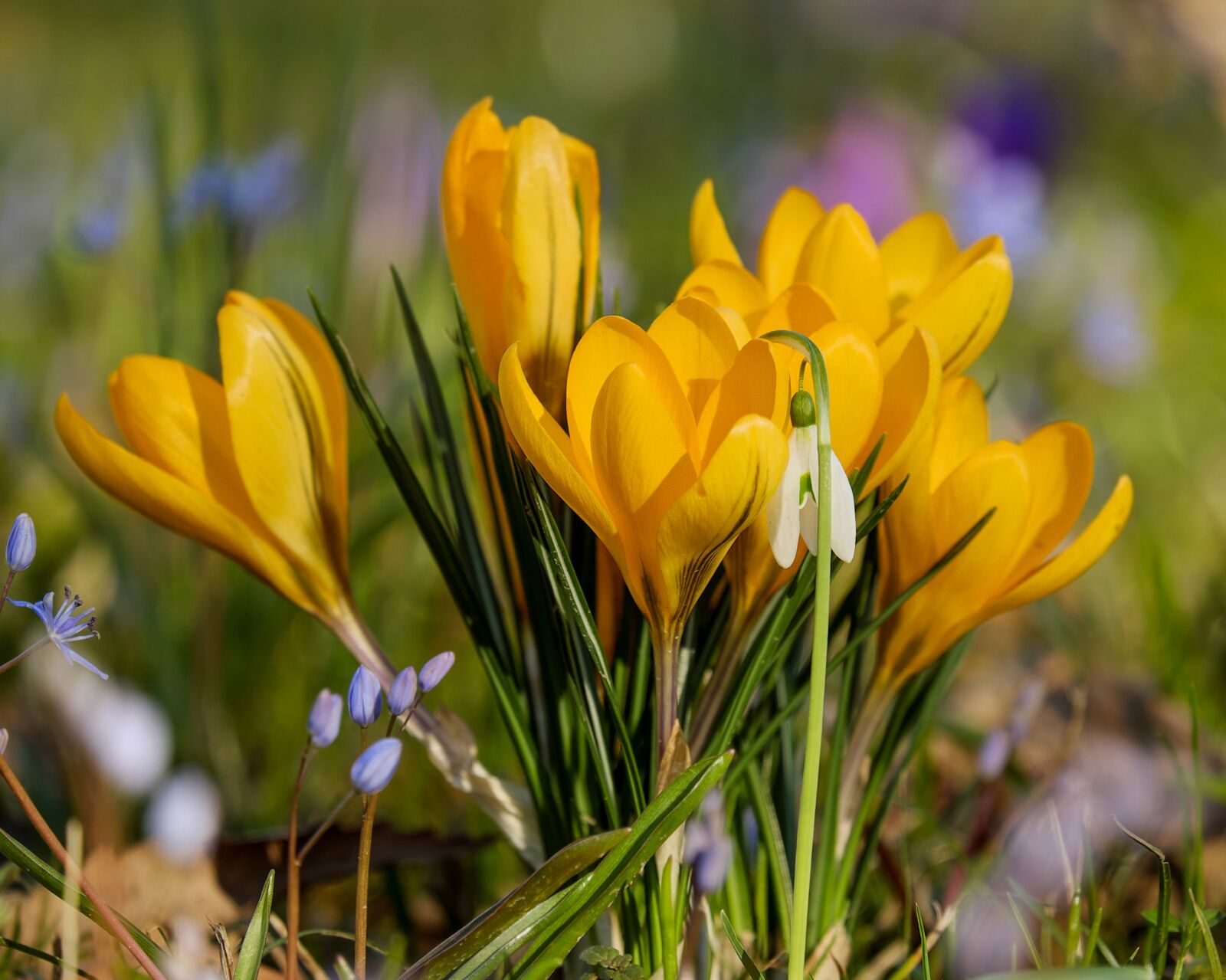 Fujifilm XF 55-200mm F3.5-4.8 R LM OIS sample photo. Crocus, flower, bühen photography