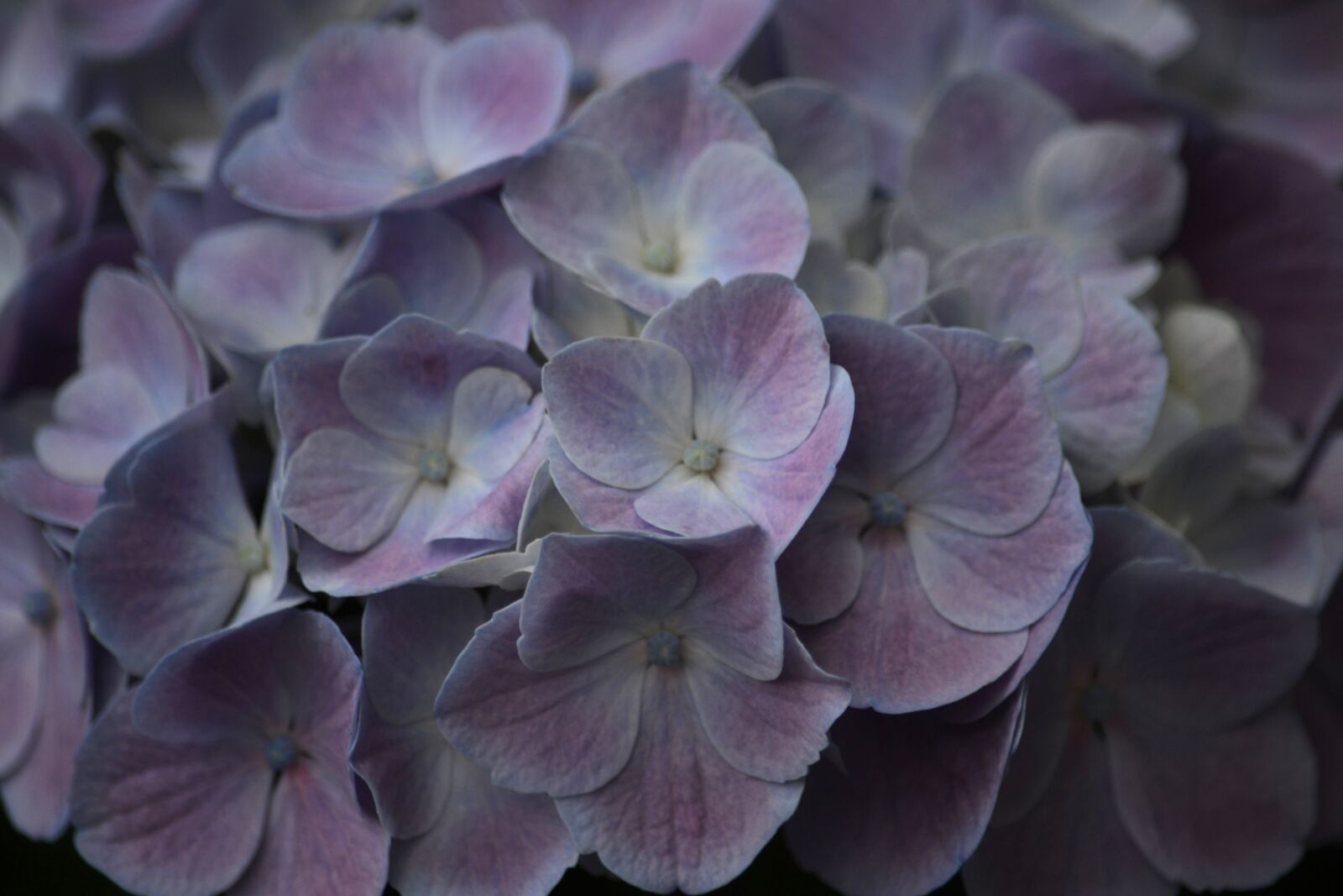 Nikon D3100 sample photo. Flowers, hydrangea, flower photography