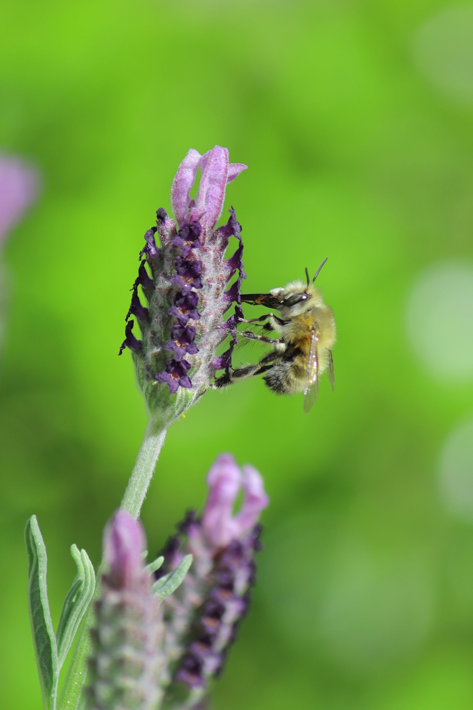 Canon EOS M5 + Canon EF-S 55-250mm F4-5.6 IS sample photo. Lavender, bee, insect photography