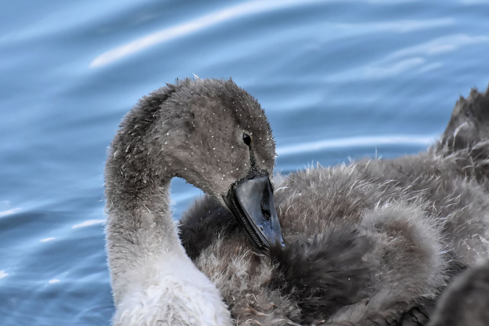 Nikon D7200 sample photo. Swan, young, young animal photography