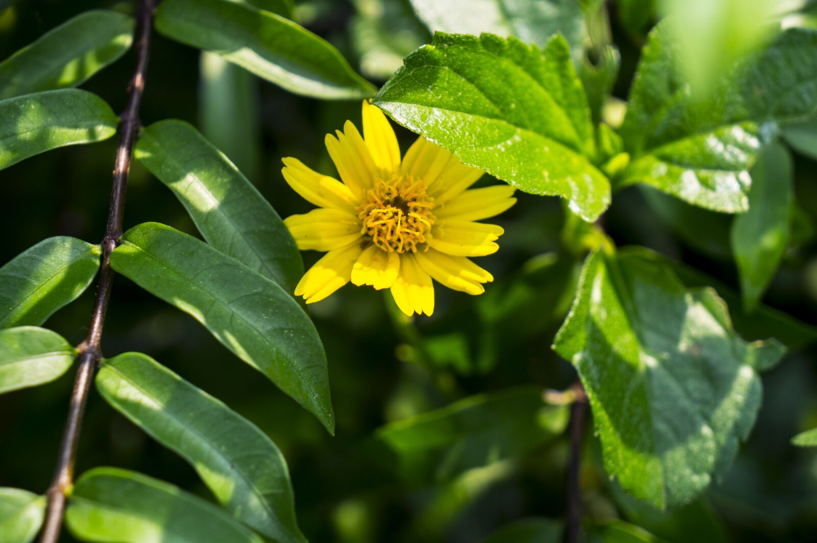 Sony Alpha NEX-F3 + Sony E 18-55mm F3.5-5.6 OSS sample photo. Wild daisies, green leaf photography