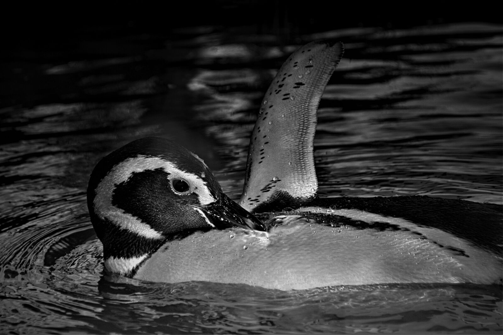 Nikon D5200 sample photo. Penguin, close up, black photography