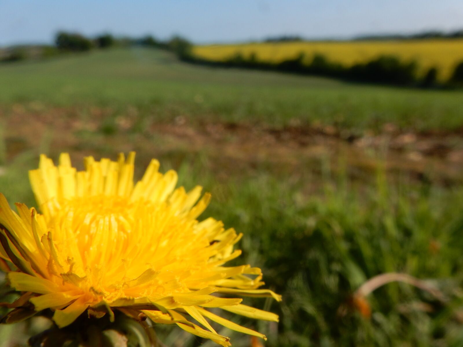 Nikon Coolpix S9900 sample photo. Dandelion, flower, countryside photography