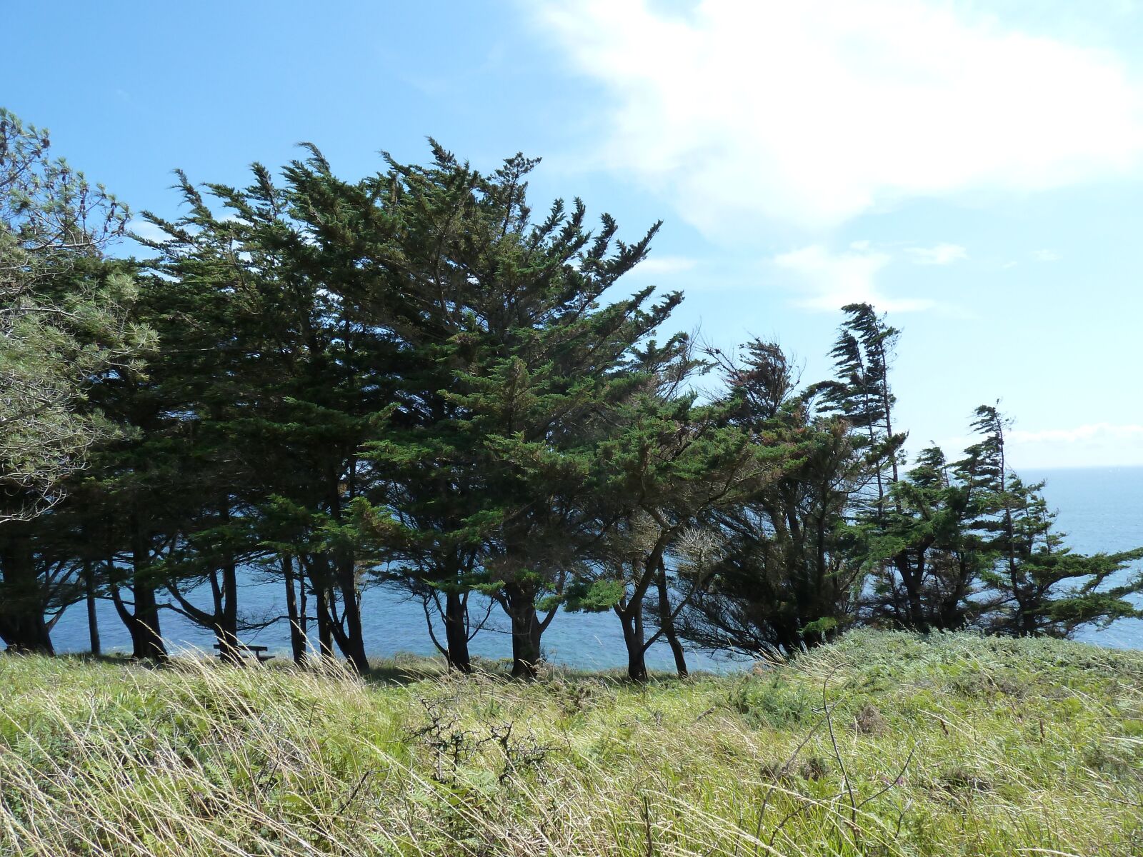 Panasonic Lumix DMC-ZS7 (Lumix DMC-TZ10) sample photo. Beach, tree, nature photography