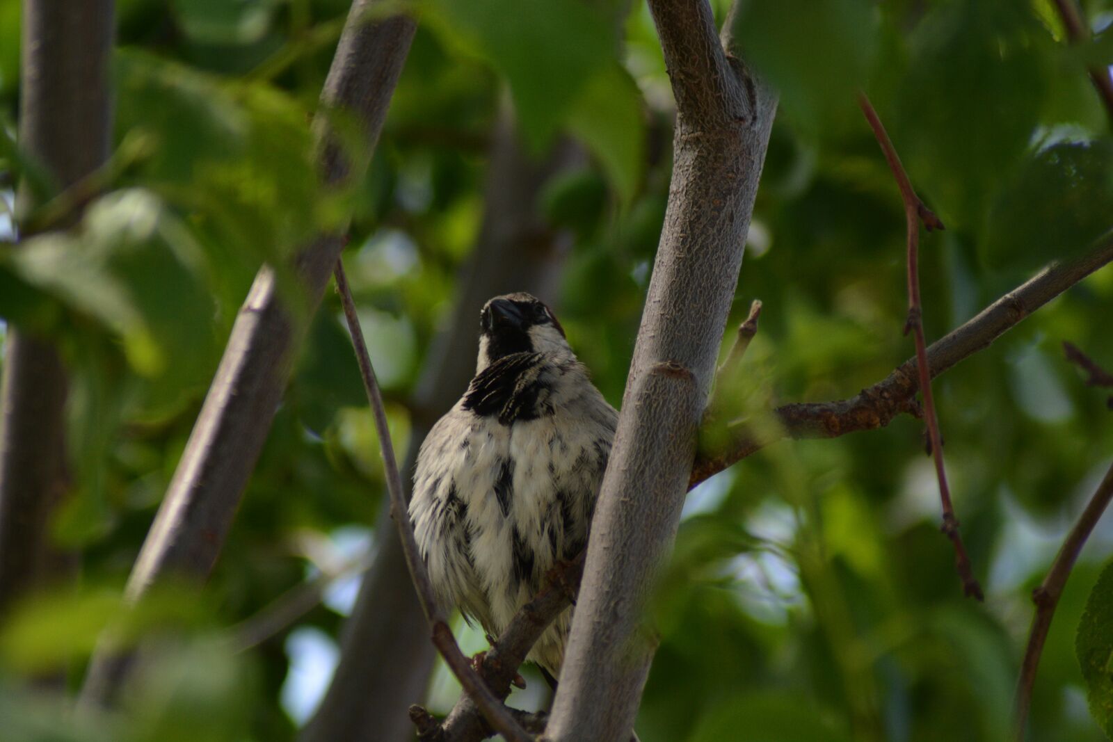 Nikon D7100 sample photo. Birds, green, colors photography