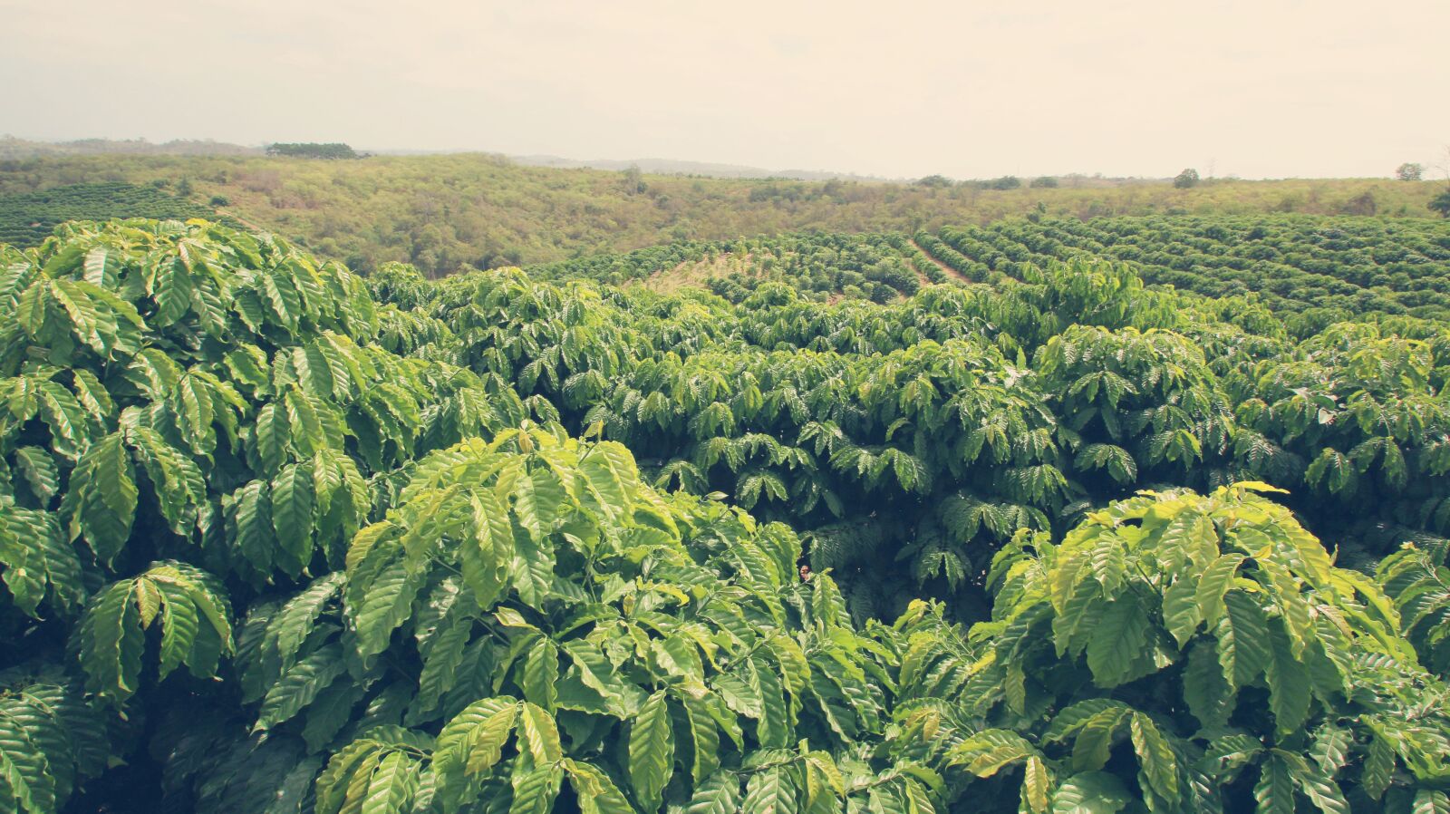 Canon EOS 70D sample photo. Coffee tree, coffee land photography