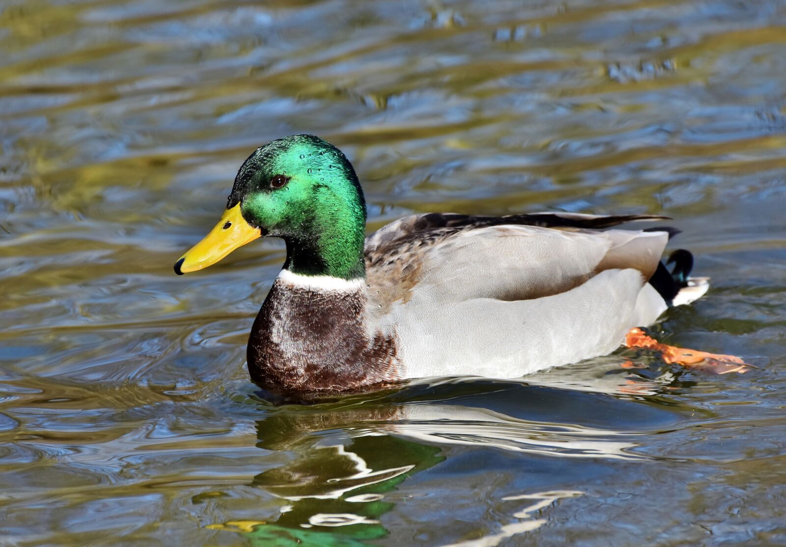 Nikon D7200 sample photo. Mallard, duck, water bird photography
