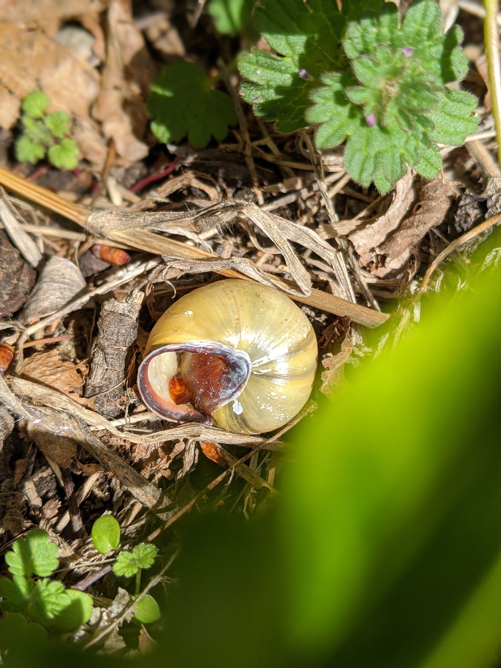 Google Pixel 3 sample photo. Snail, insect, bug photography