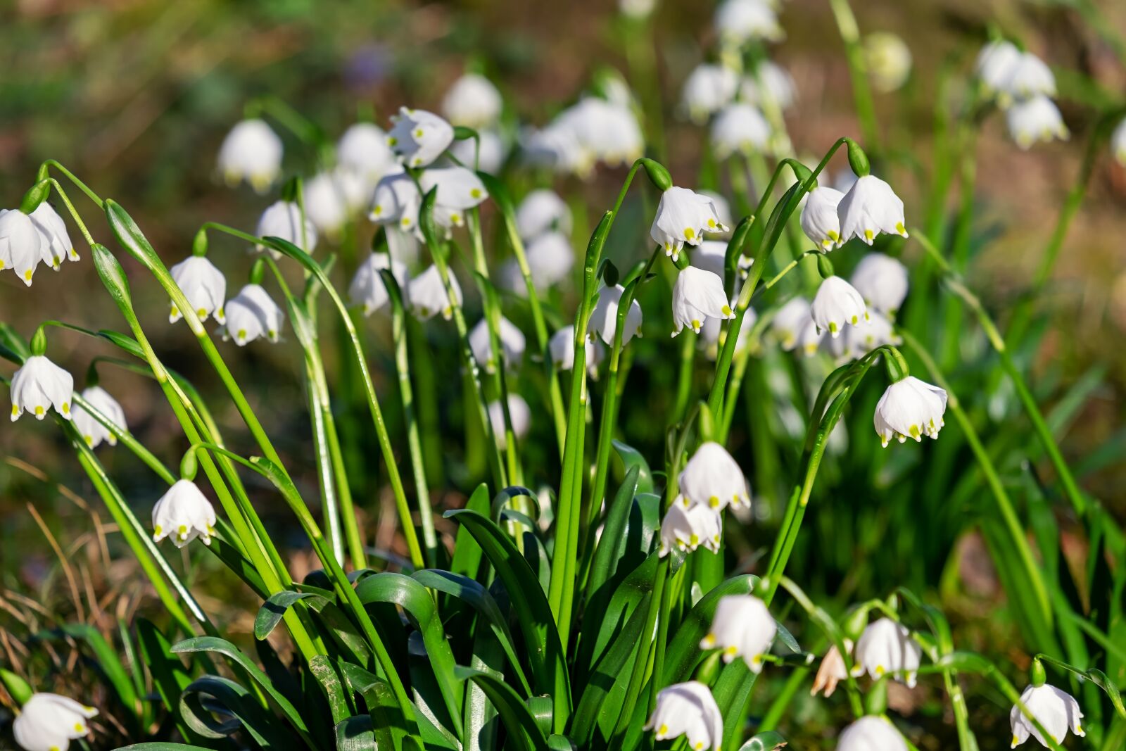Fujifilm XF 55-200mm F3.5-4.8 R LM OIS sample photo. Snowflake, flower, bloom photography
